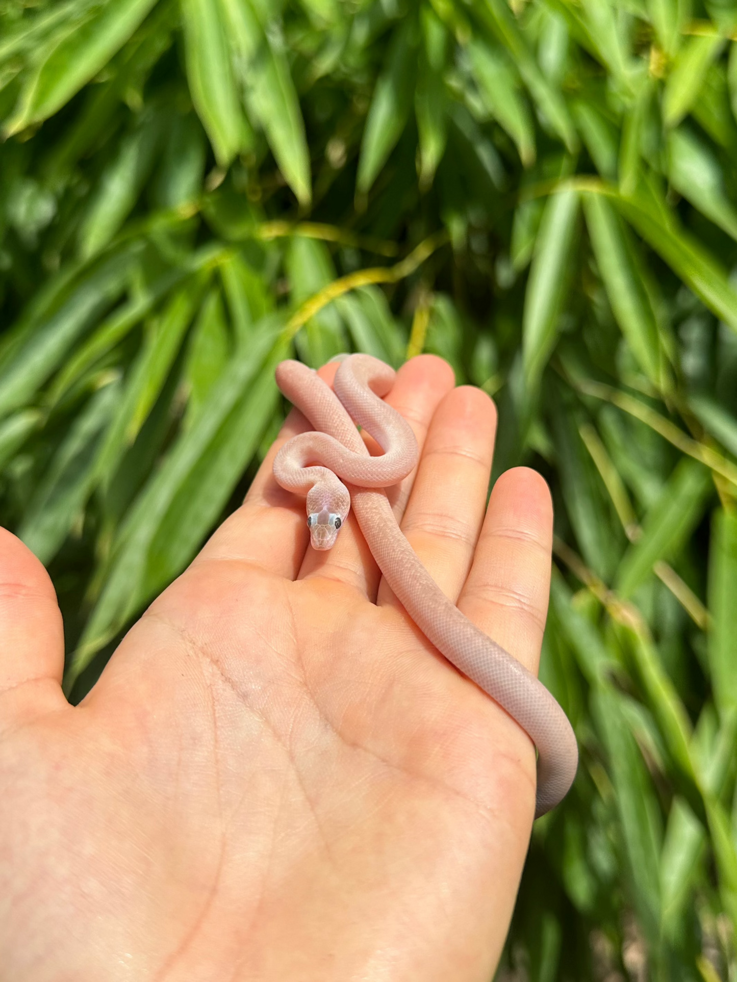 Marble Children's Python (PxH24C-M-02)