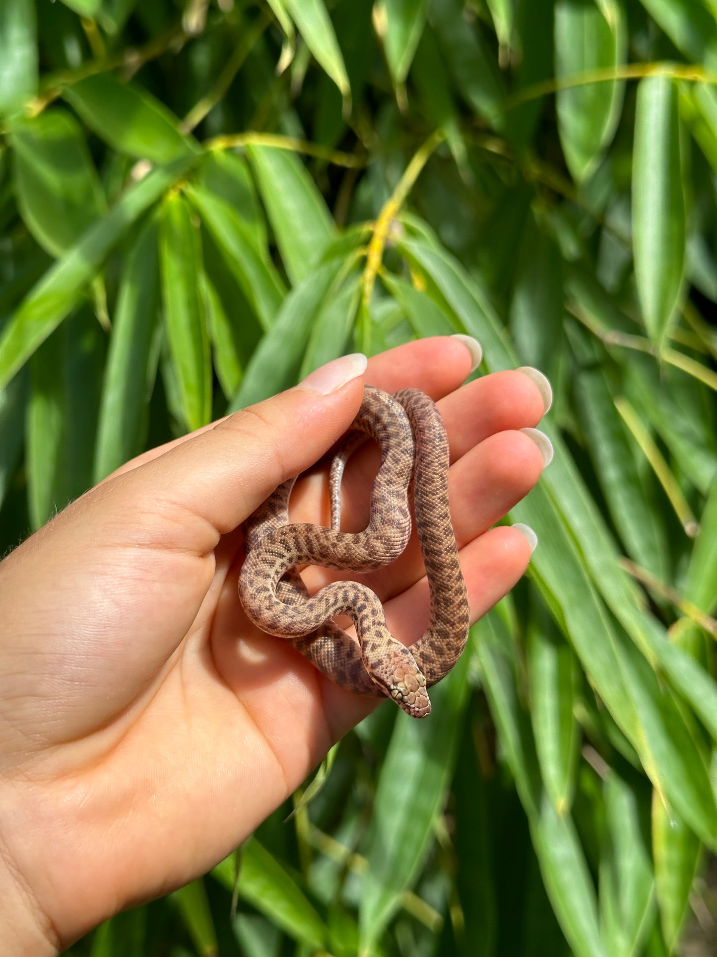 100% Het Marble Children's Python (MxCP24C-100HM-10)