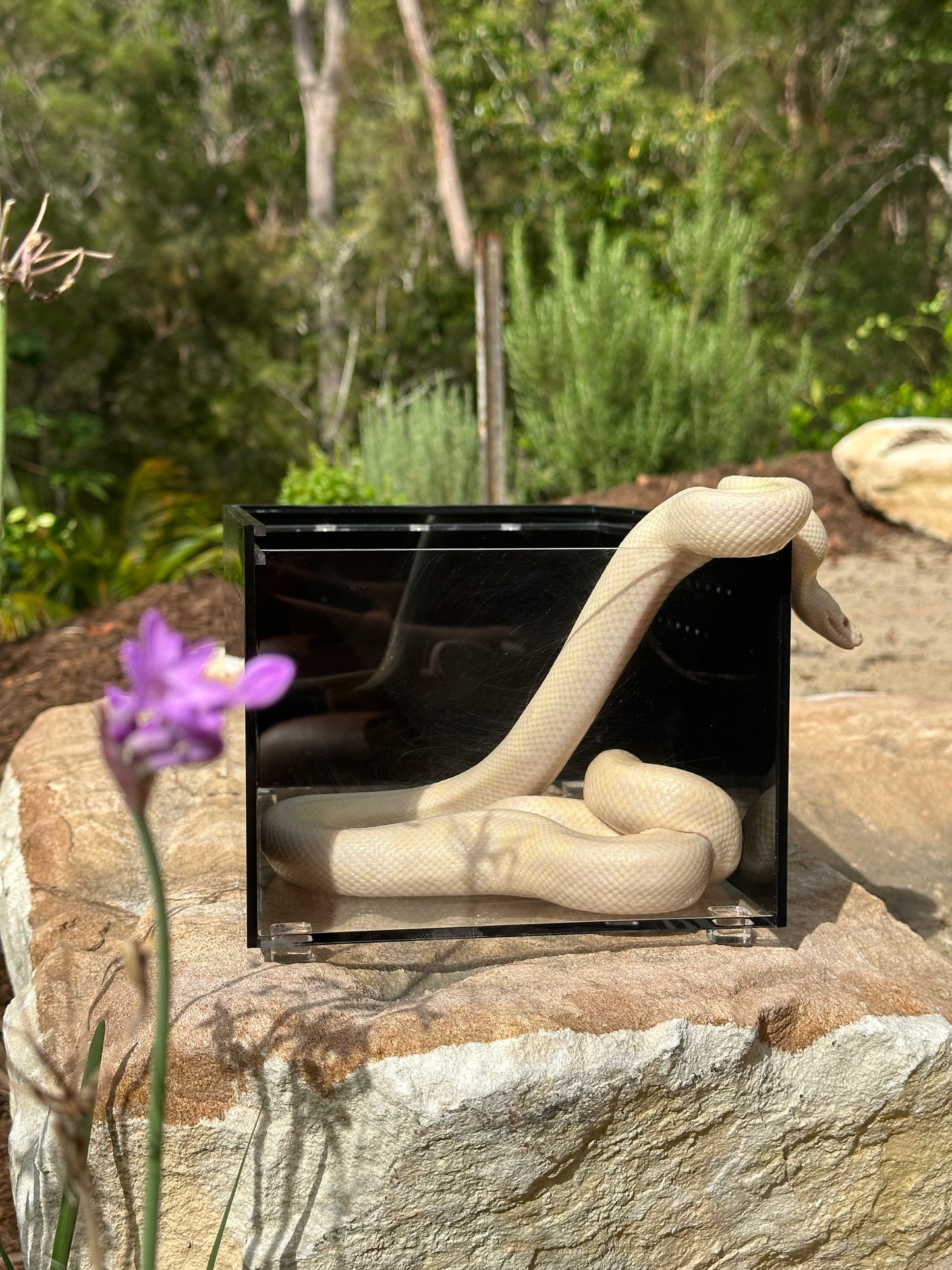 Hatchling Enclosure