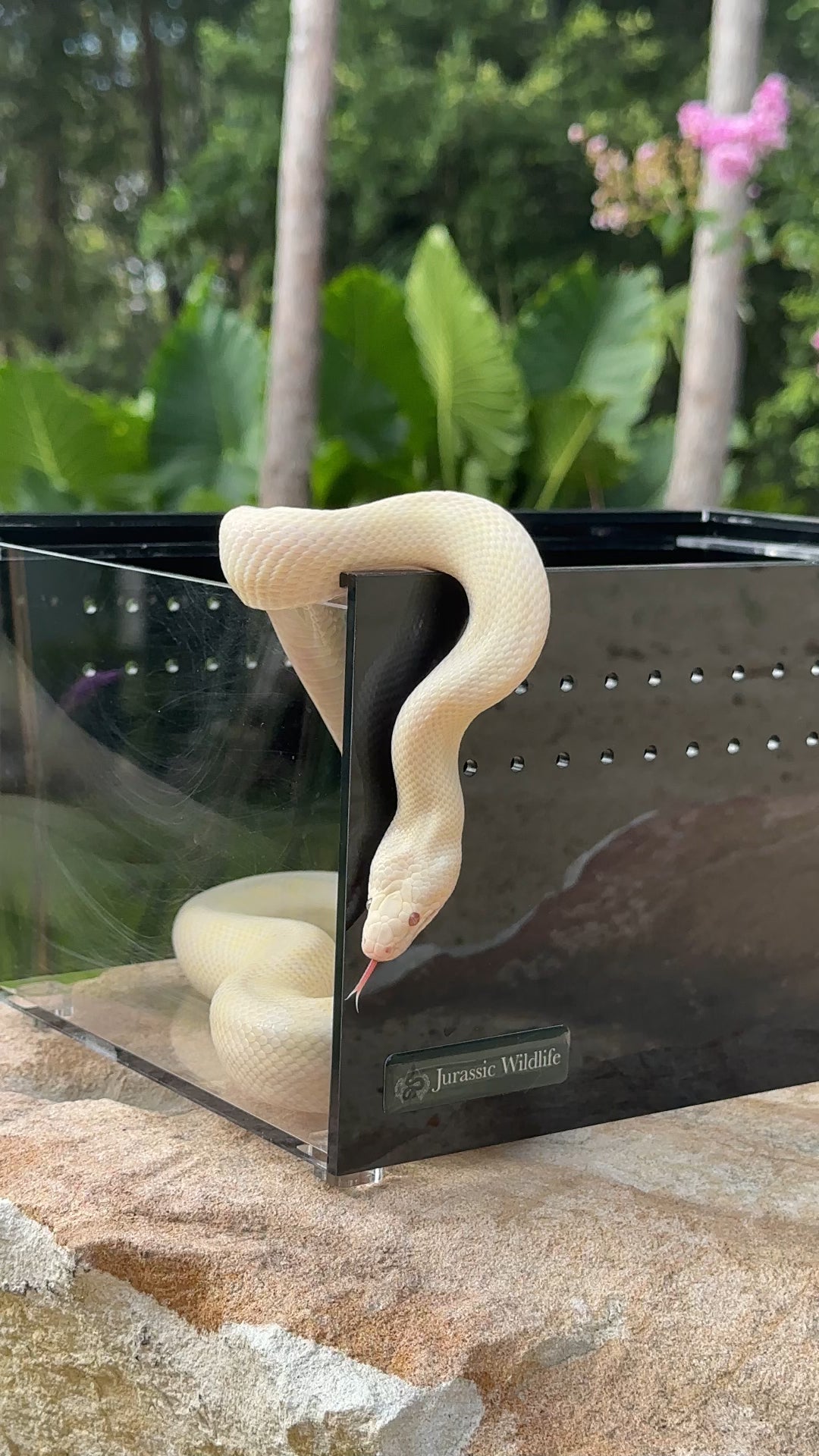 Hatchling Enclosure