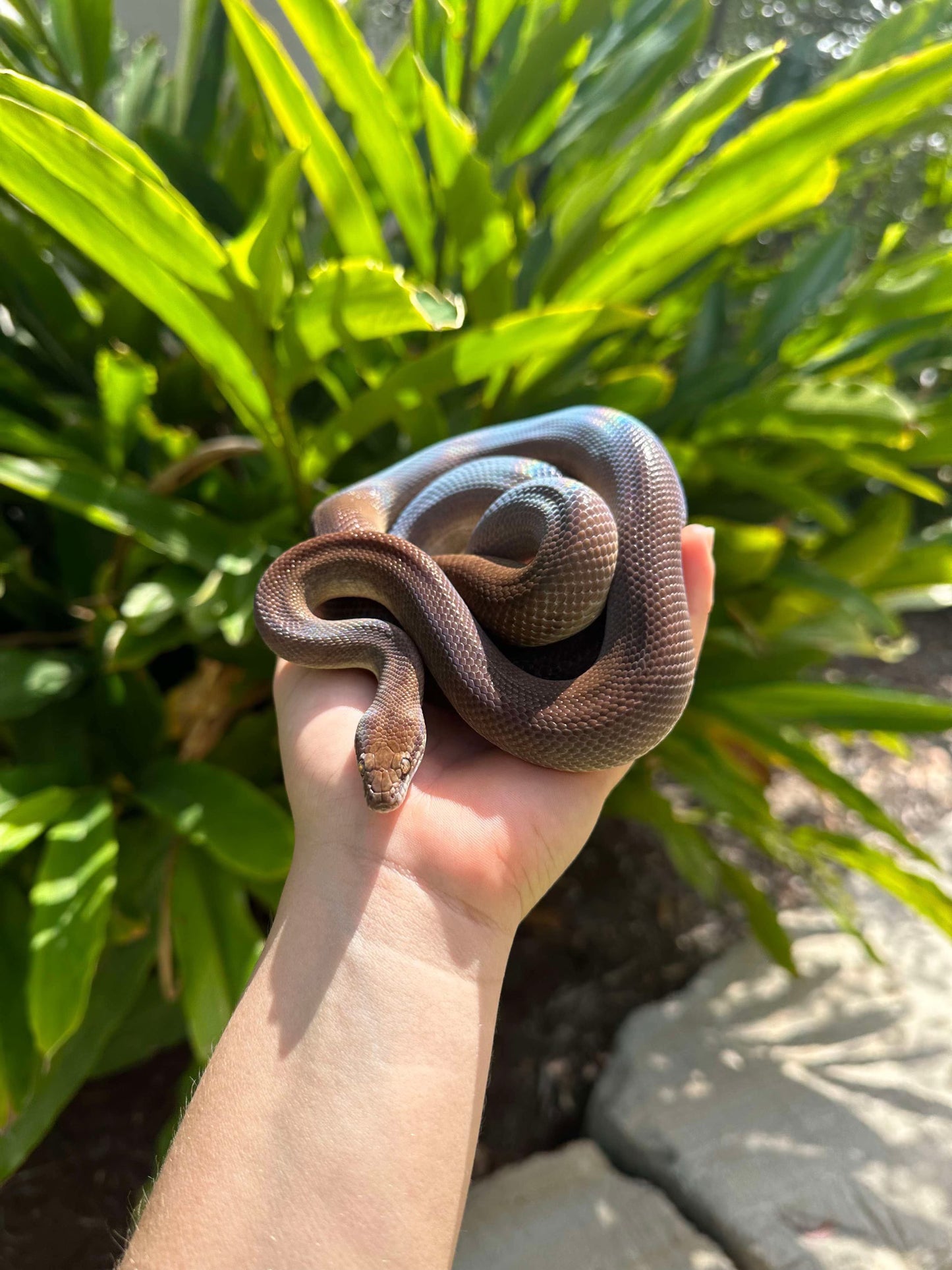 100% Het Marble Children's Python (PxH24C-100HM-01)