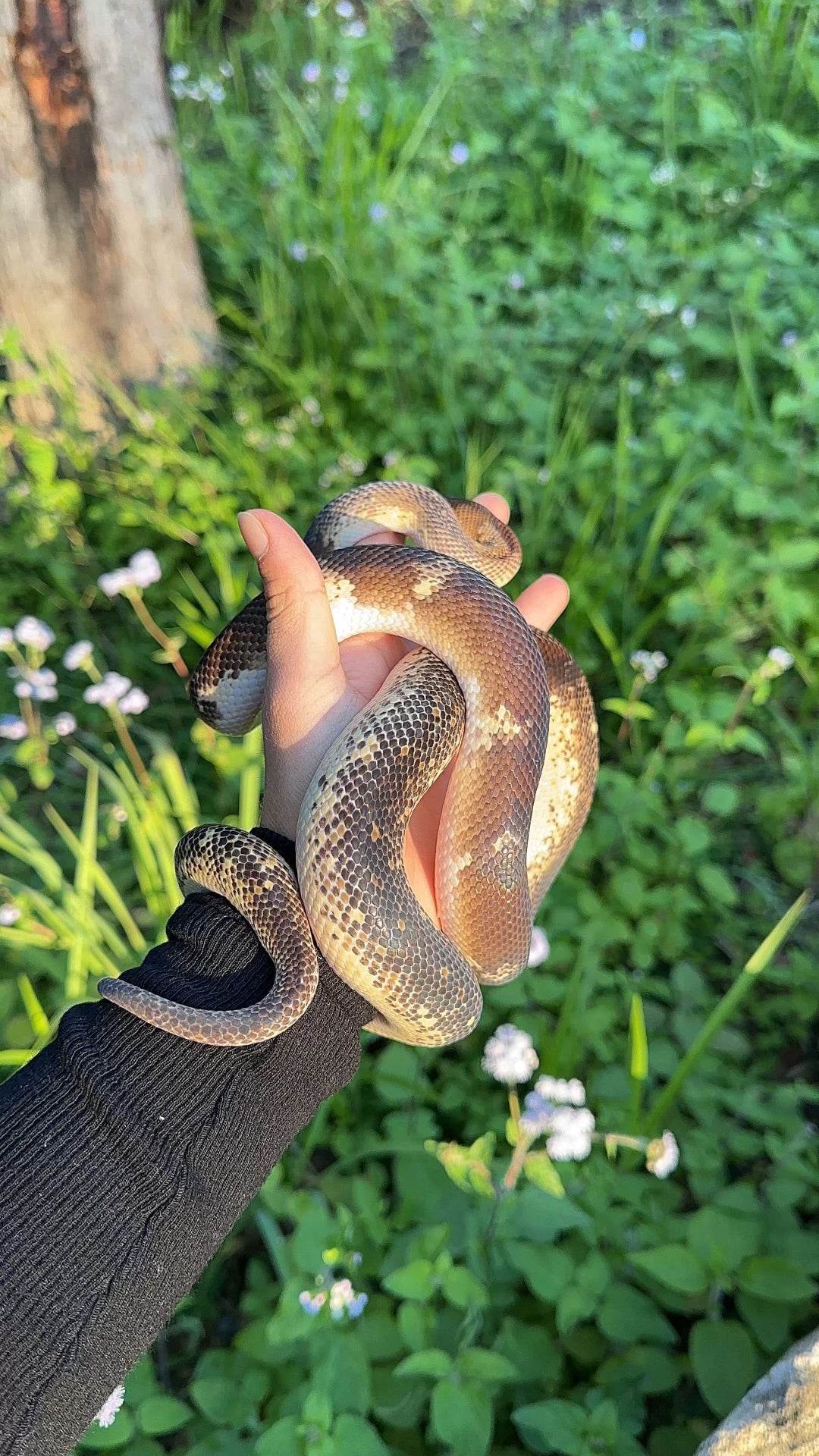 Marble Children's Python (PxH24C-M-02)