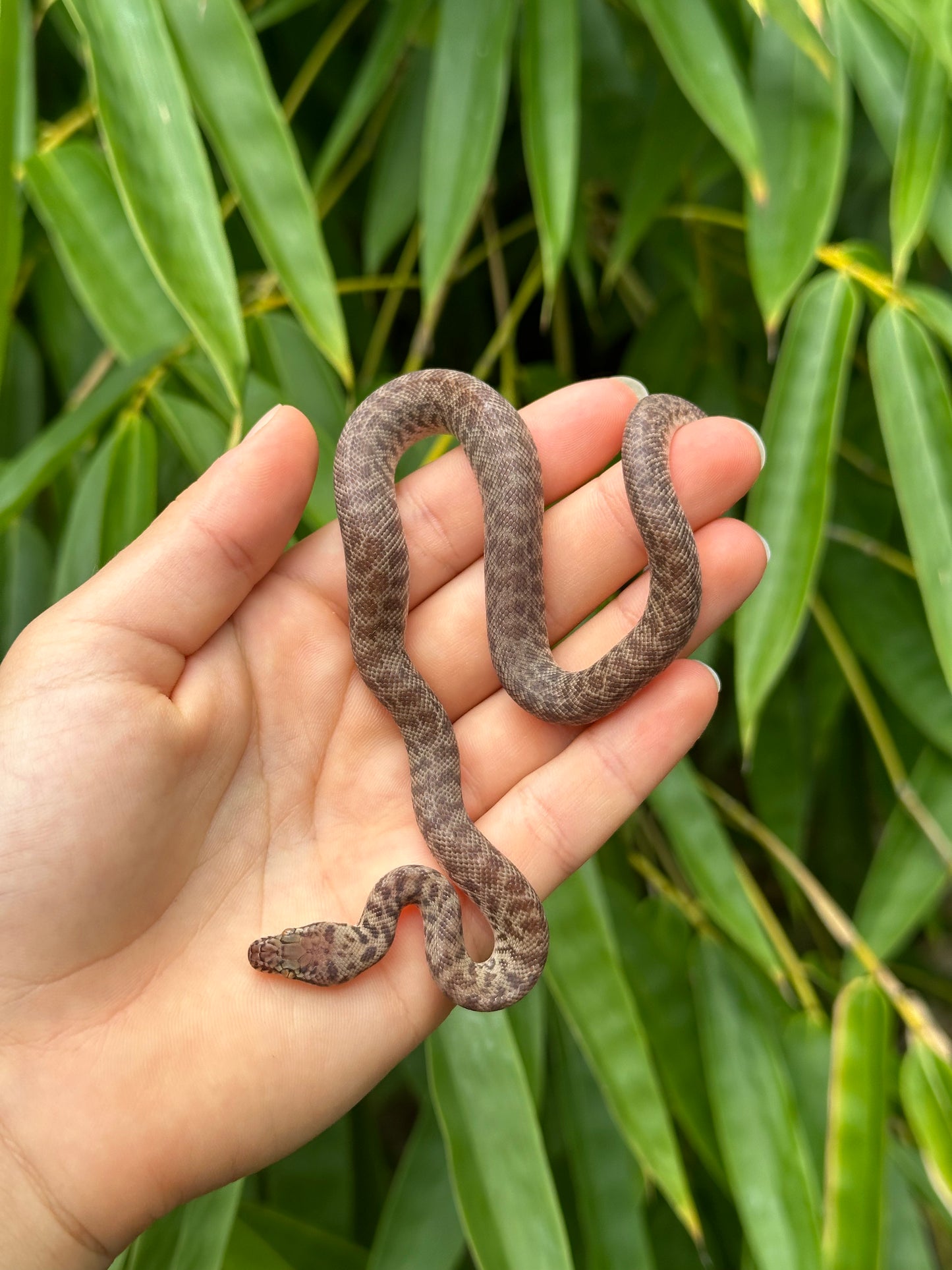 100% Het Marble Children's Python (PxH24C-100HM-01)