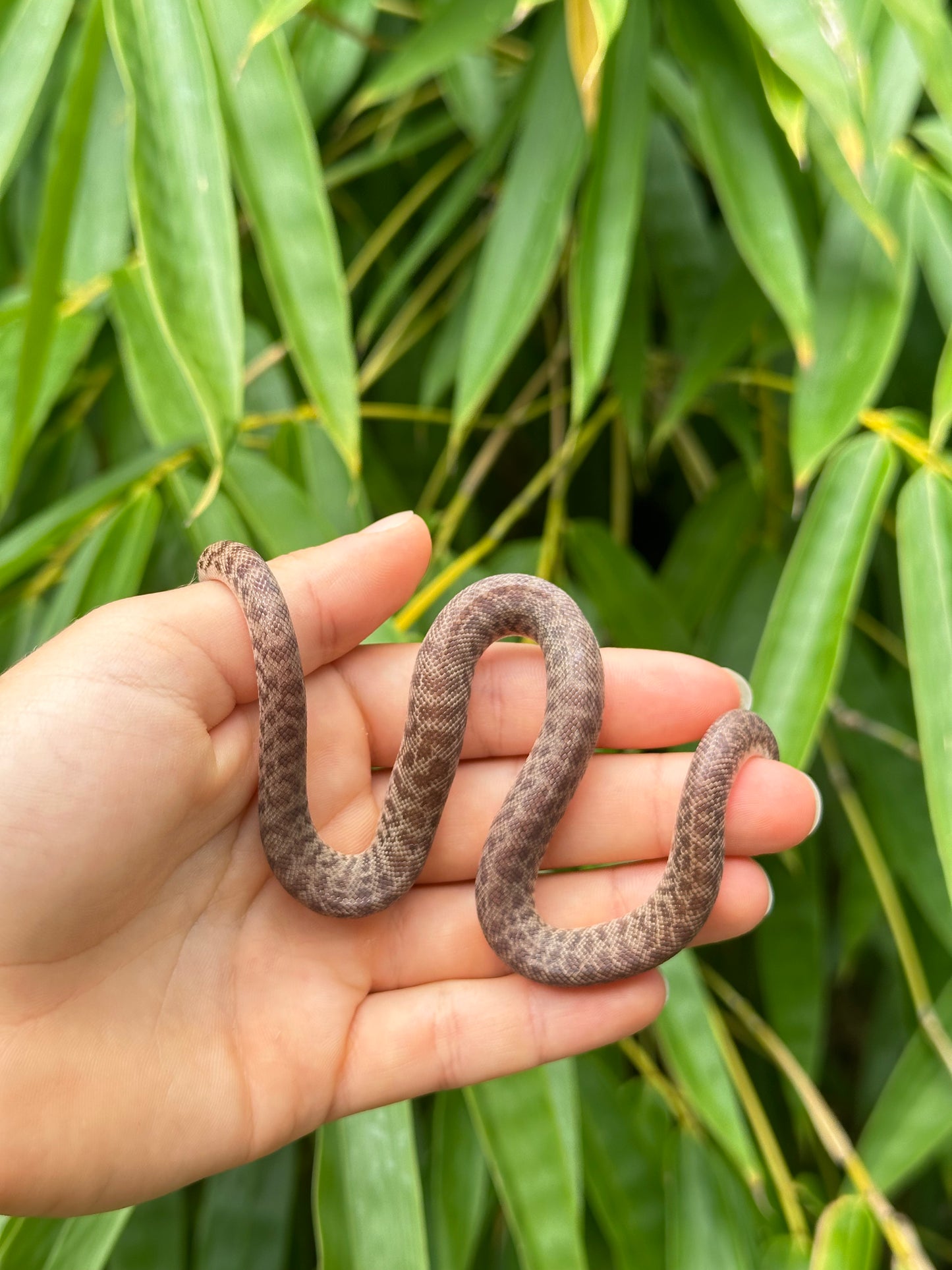 100% Het Marble Children's Python (PxH24C-100HM-01)