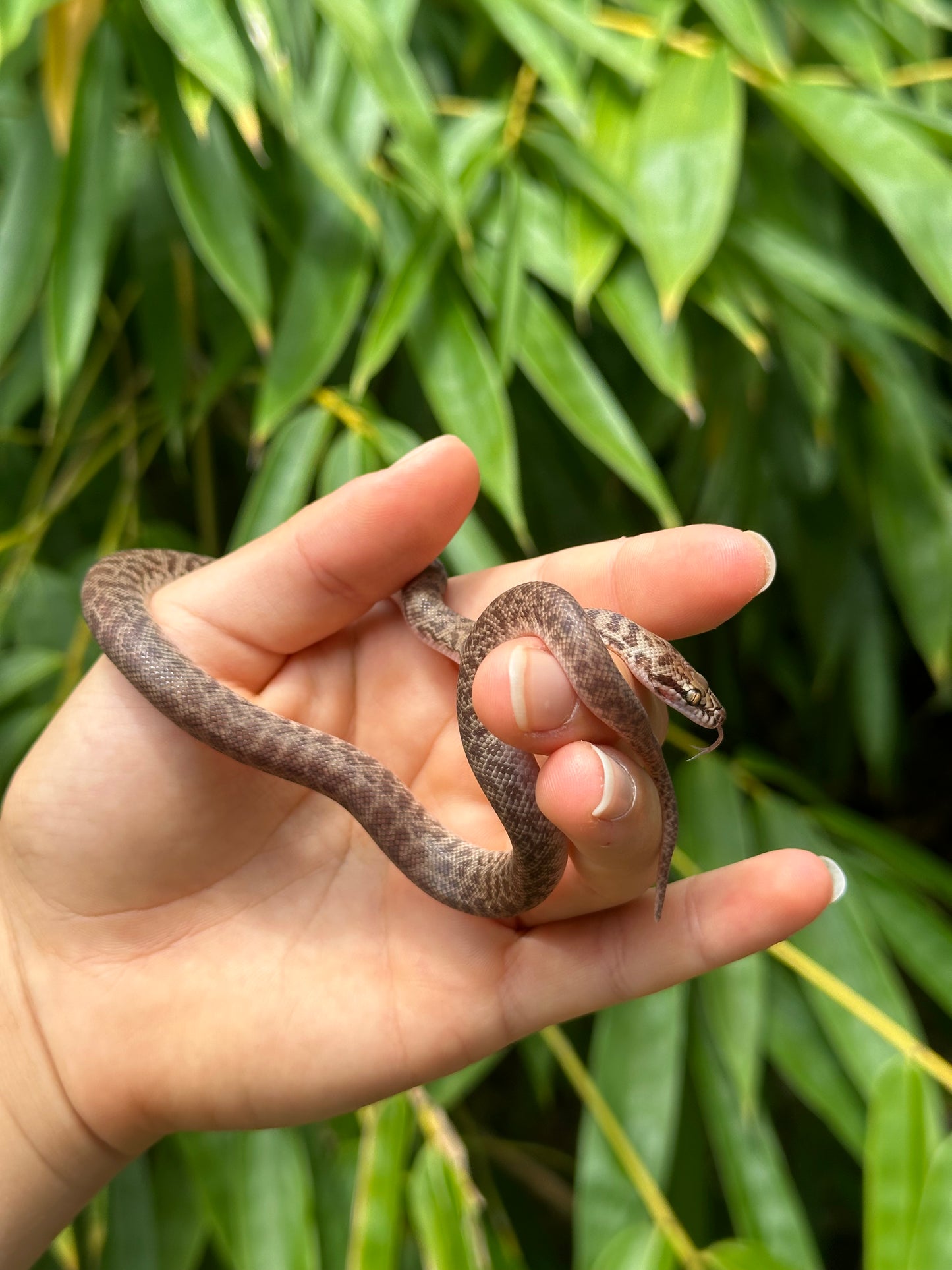 100% Het Marble Children's Python (PxH24C-100HM-01)
