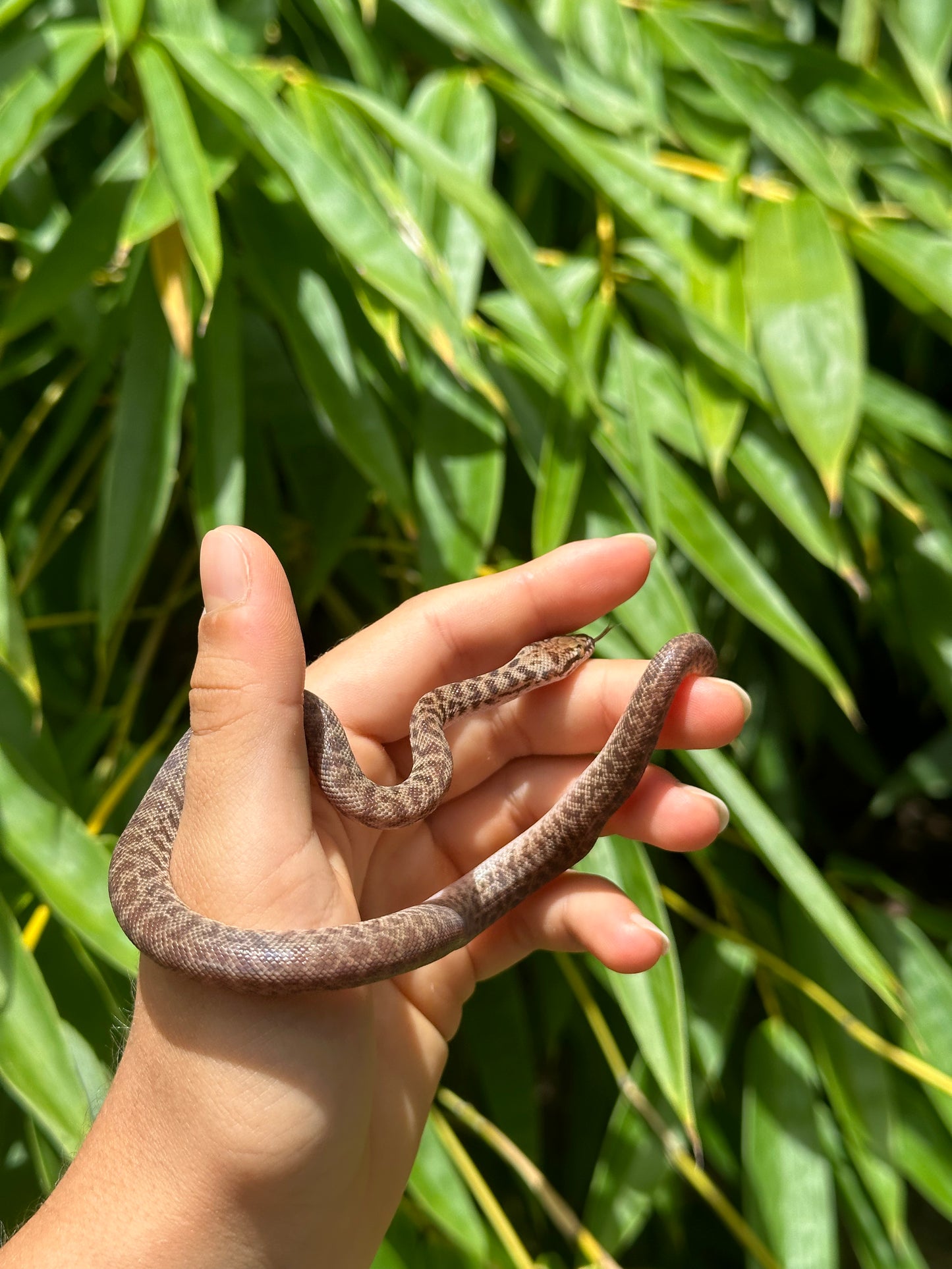 100% Het Marble Children's Python (PxH24C-100HM-01)