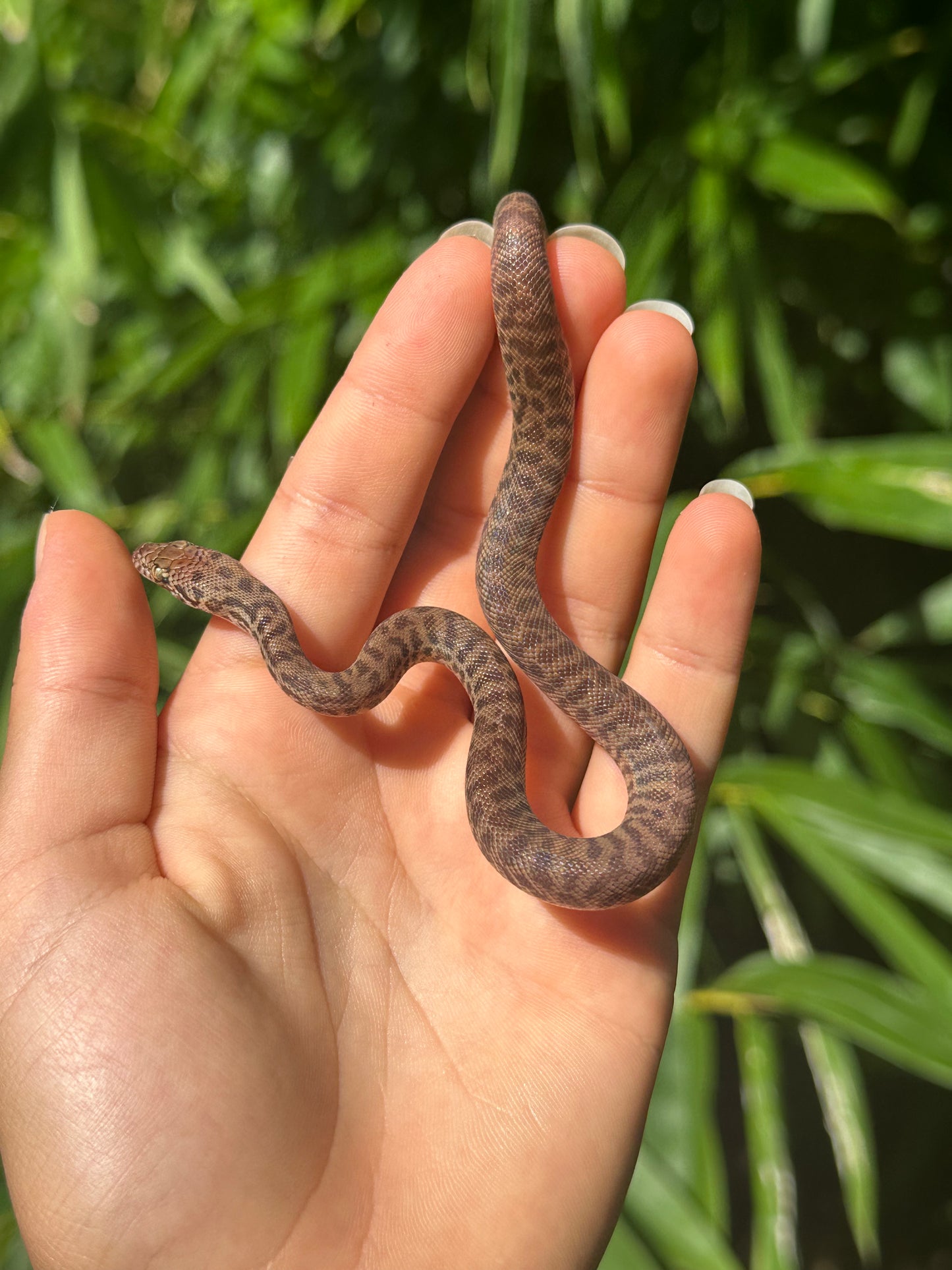 100% Het Marble Children's Python (MxCP24C-100HM-04)