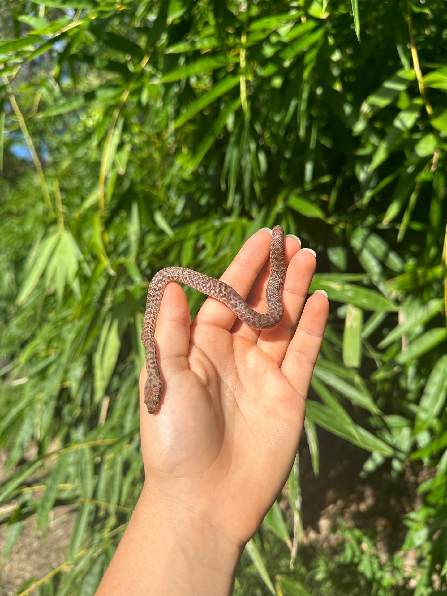 100% Het Marble Children's Python (MxCP24C-100HM-04)