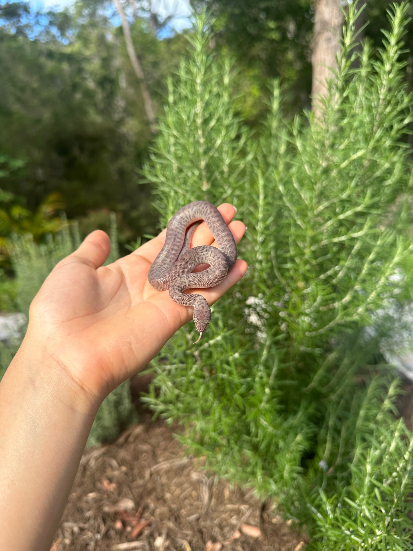100% Het Marble Children's Python (MxCP24C-100HM-06)