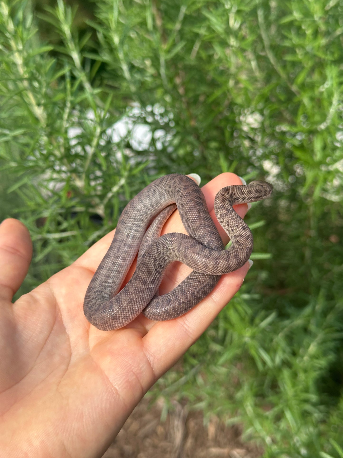 100% Het Marble Children's Python (MxCP24C-100HM-06)