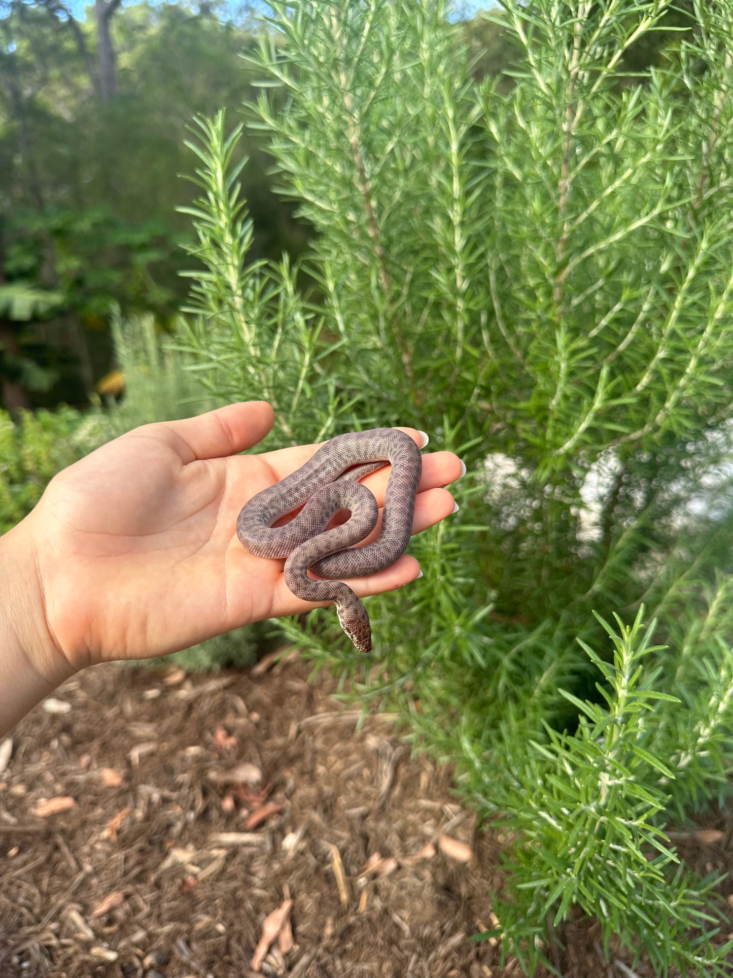 100% Het Marble Children's Python (MxCP24C-100HM-06)