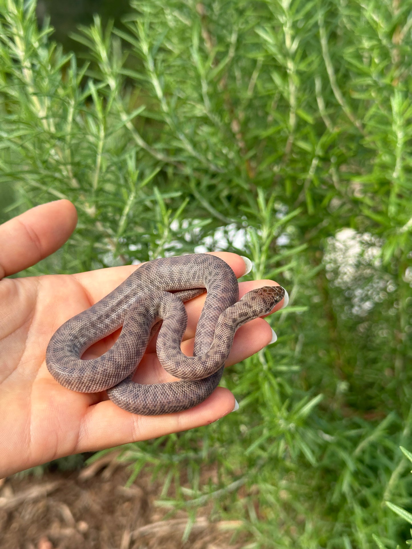 100% Het Marble Children's Python (MxCP24C-100HM-06)