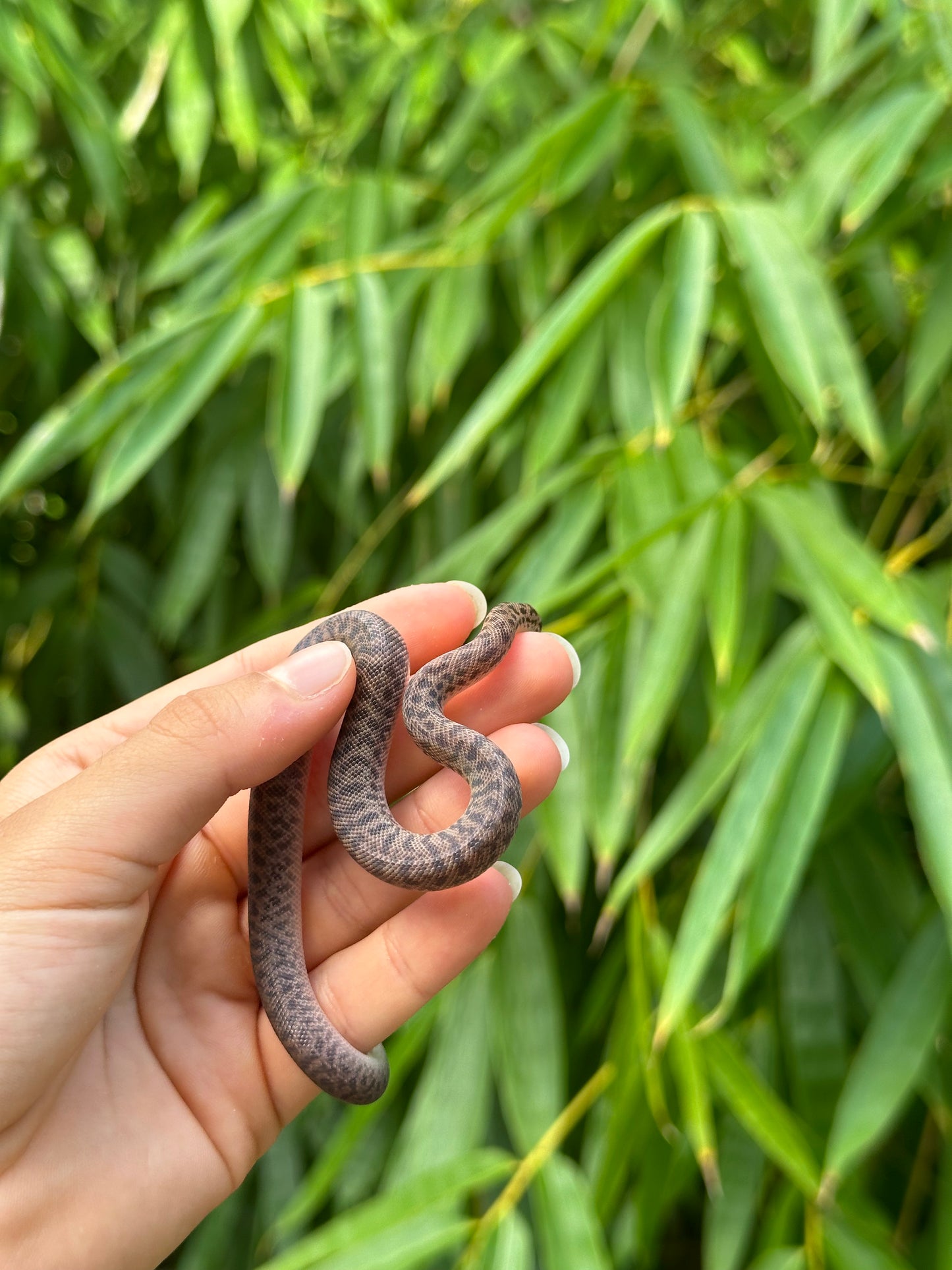100% Het Marble Children's Python (MxCP24C-100HM-07)