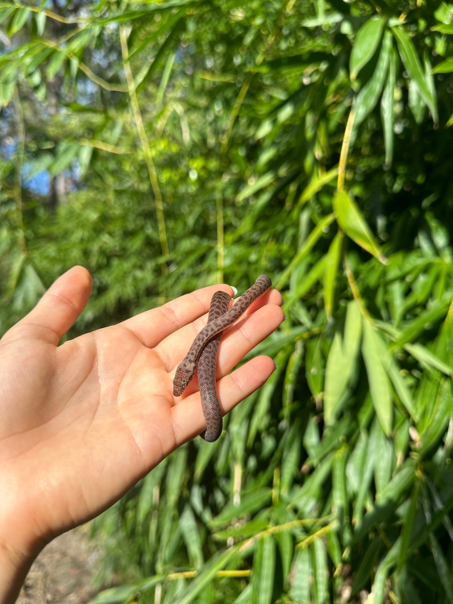 100% Het Marble Children's Python (MxCP24C-100HM-07)
