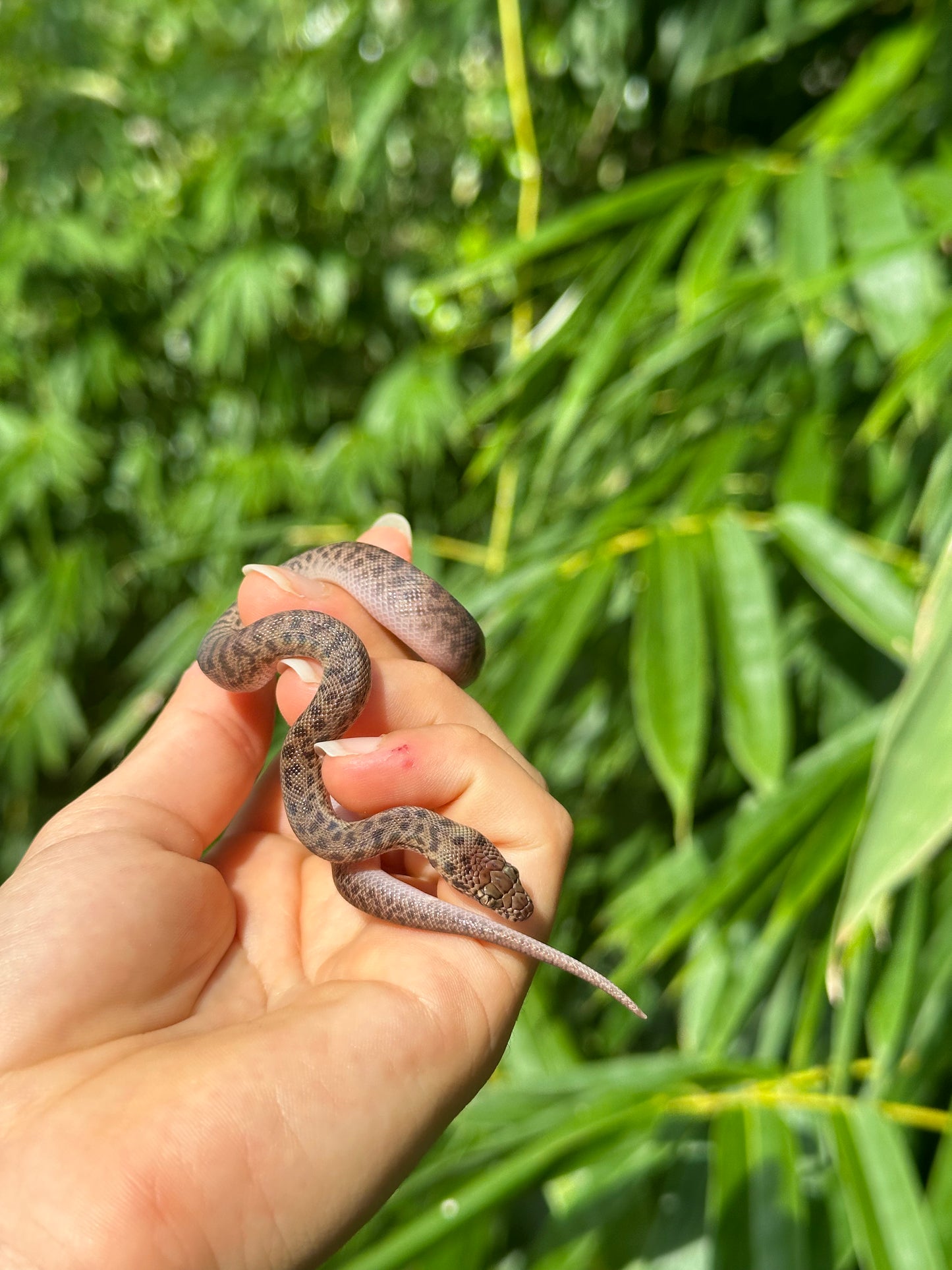 100% Het Marble Children's Python (MxCP24C-100HM-07)