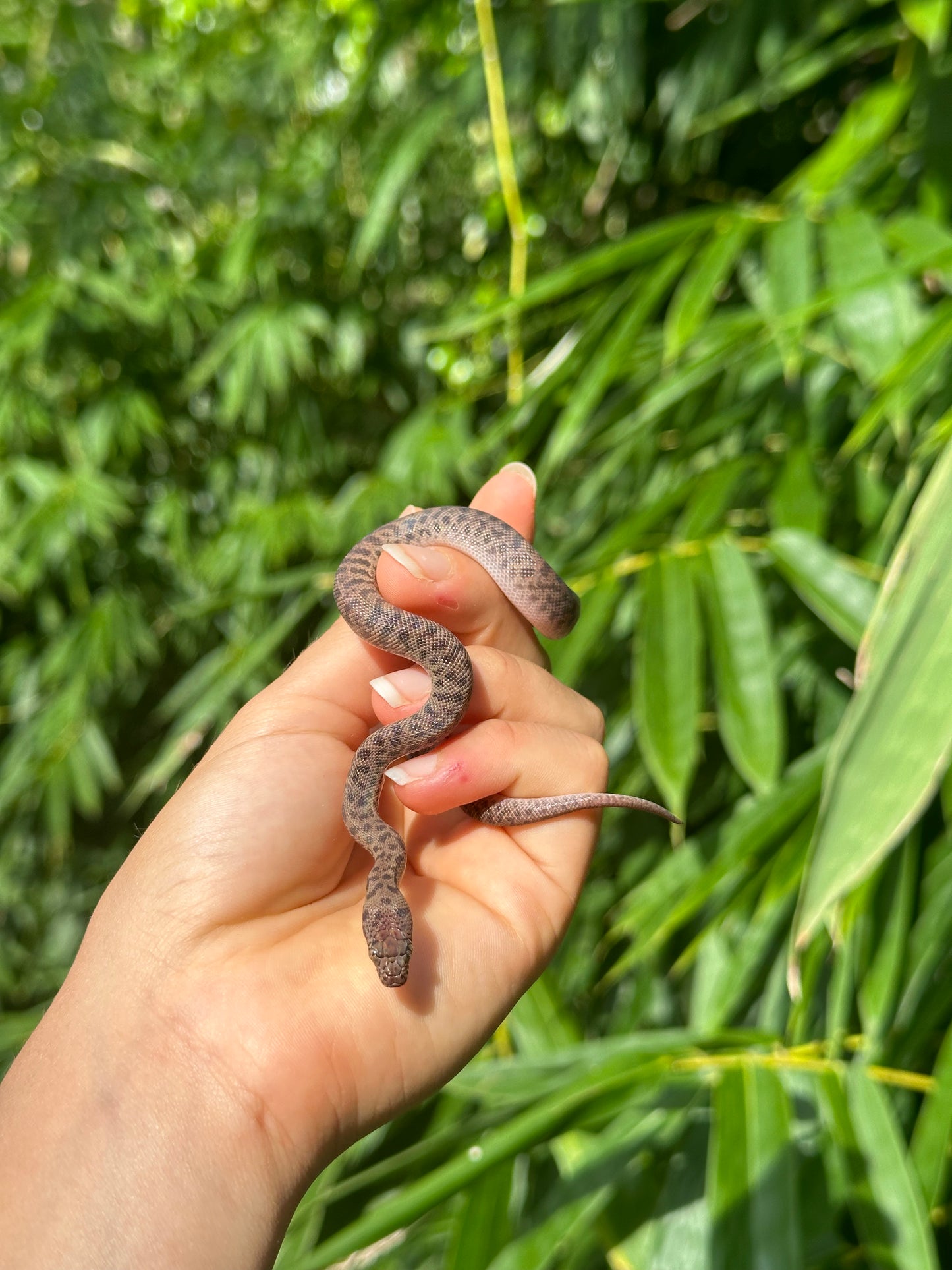 100% Het Marble Children's Python (MxCP24C-100HM-07)