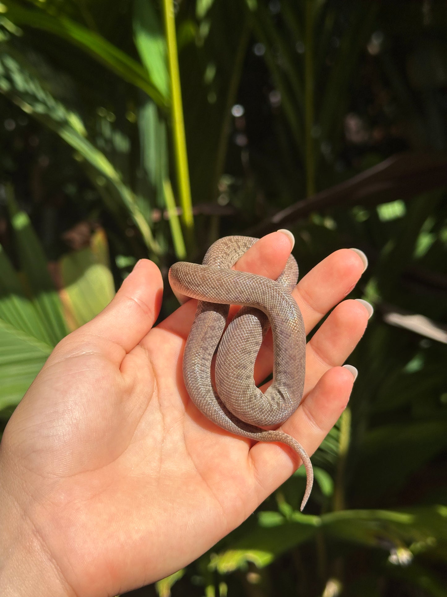 100% Het Marble Children's Python (MxCP24C-100HM-08)