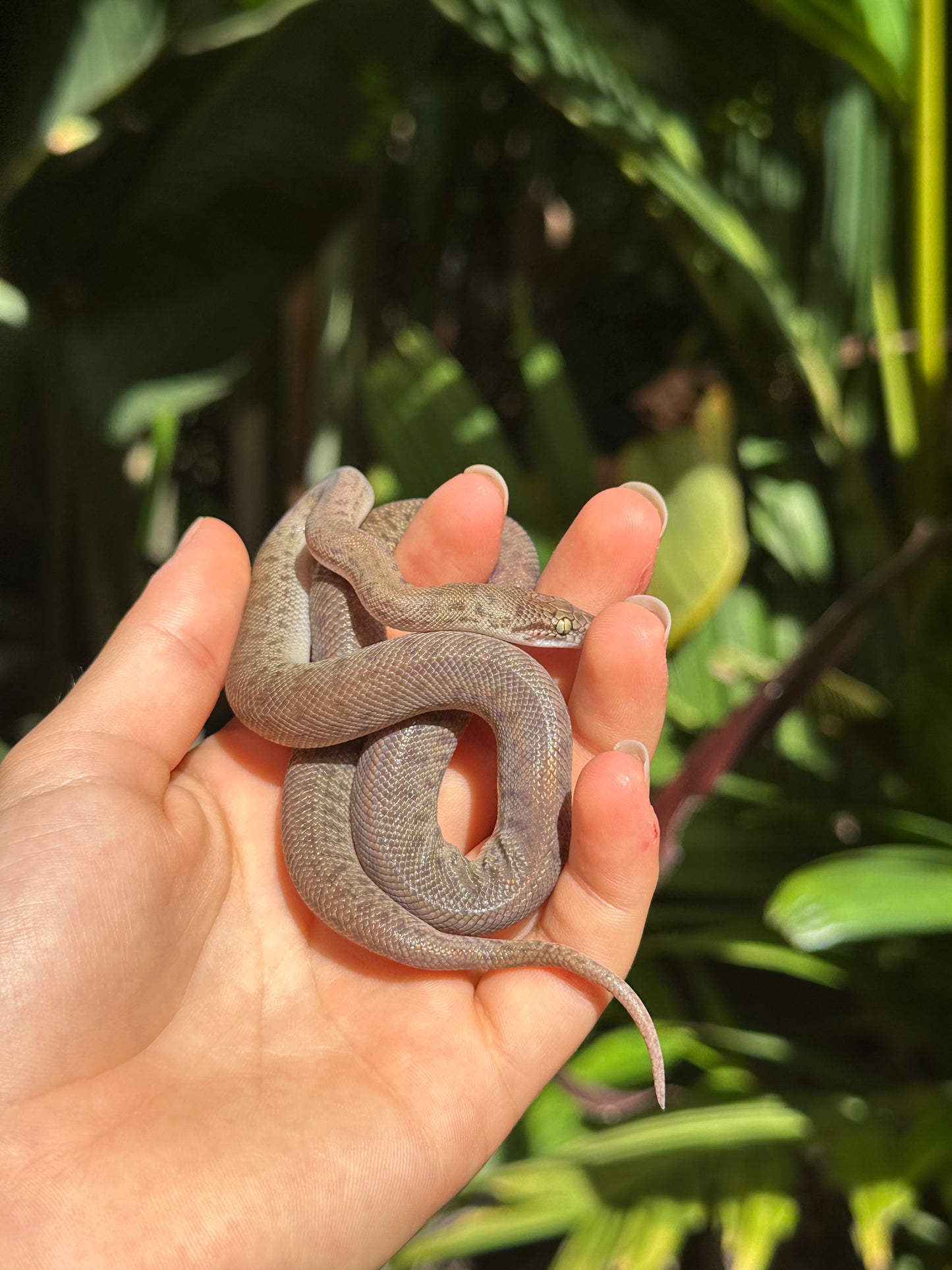 100% Het Marble Children's Python (MxCP24C-100HM-08)
