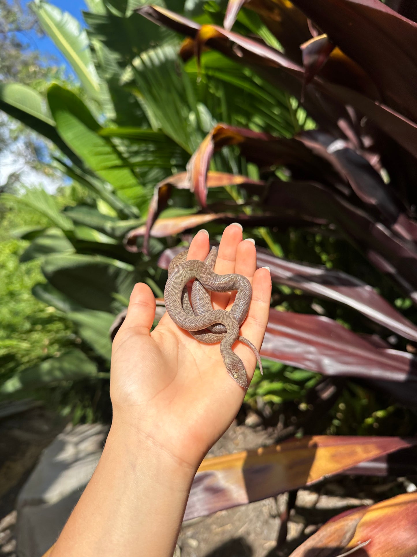 100% Het Marble Children's Python (MxCP24C-100HM-08)