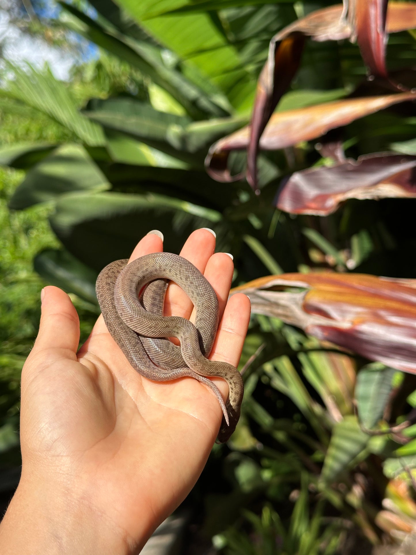 100% Het Marble Children's Python (MxCP24C-100HM-08)