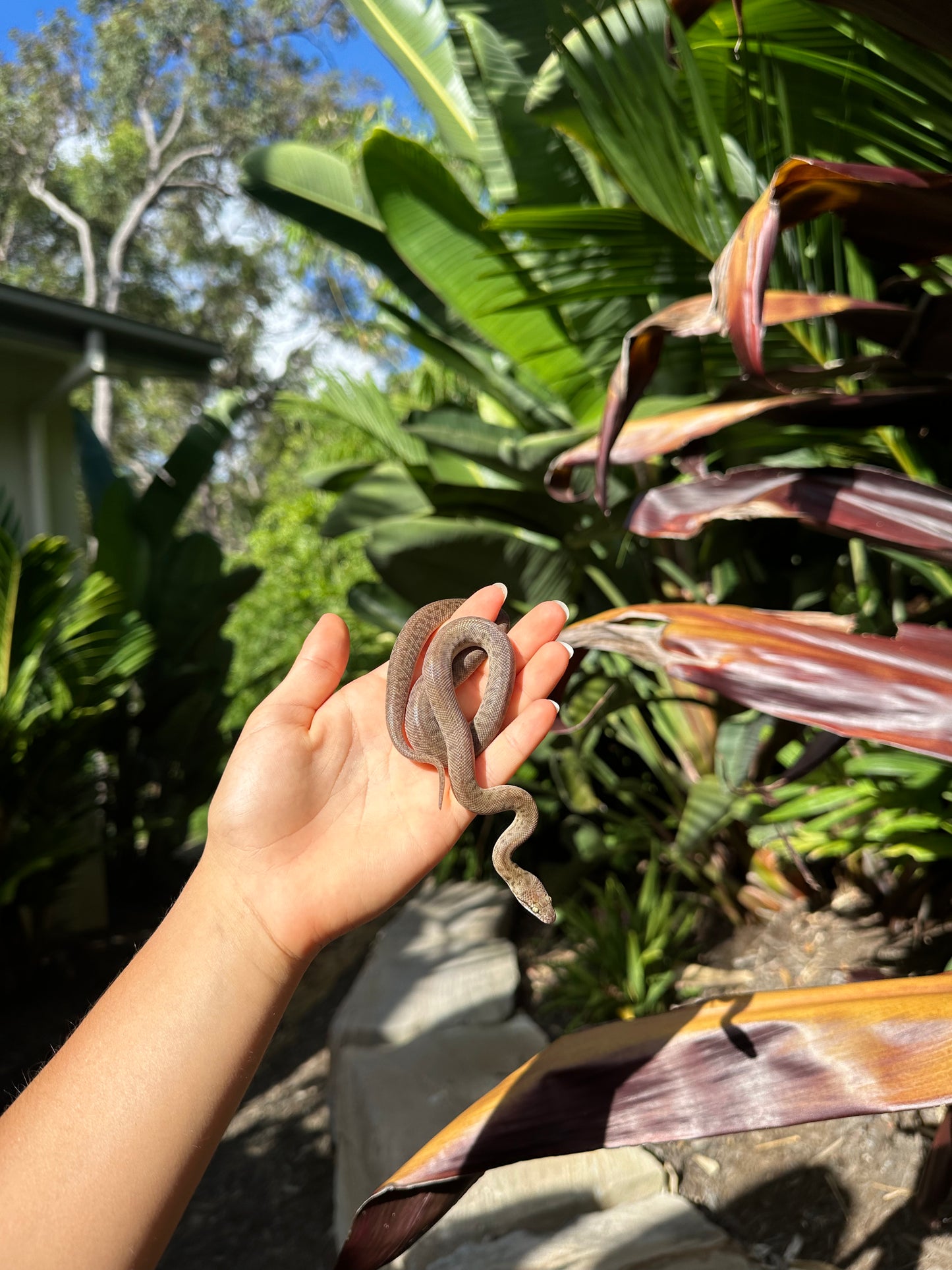 100% Het Marble Children's Python (MxCP24C-100HM-08)
