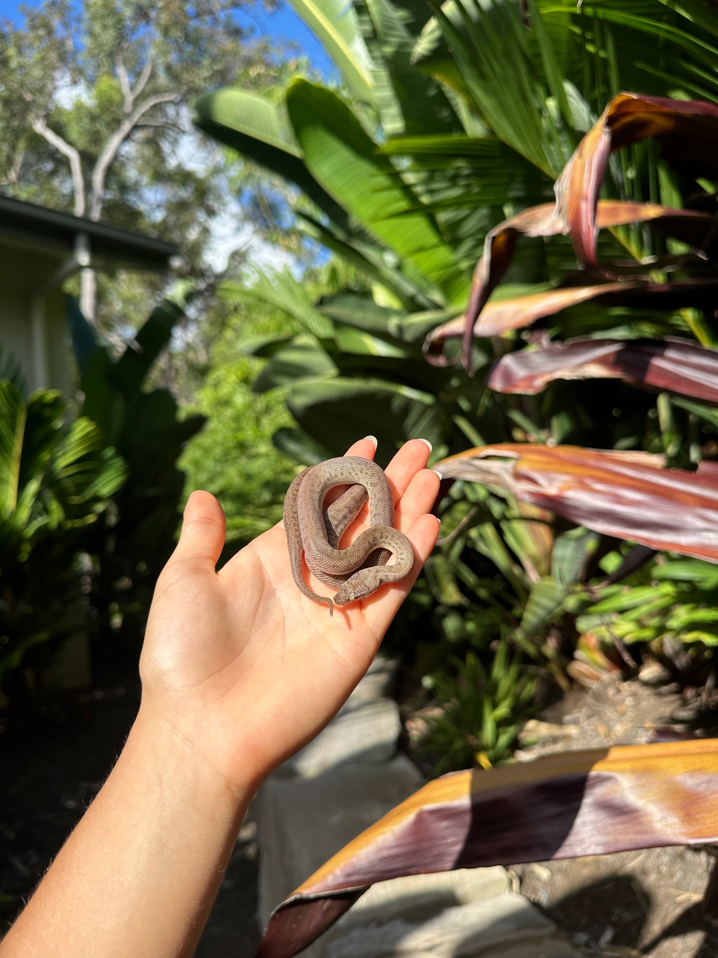 100% Het Marble Children's Python (MxCP24C-100HM-08)