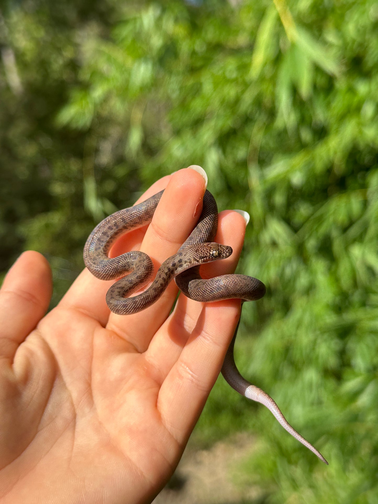 100% Het Marble Children's Python (MxCP24C-100HM-11)