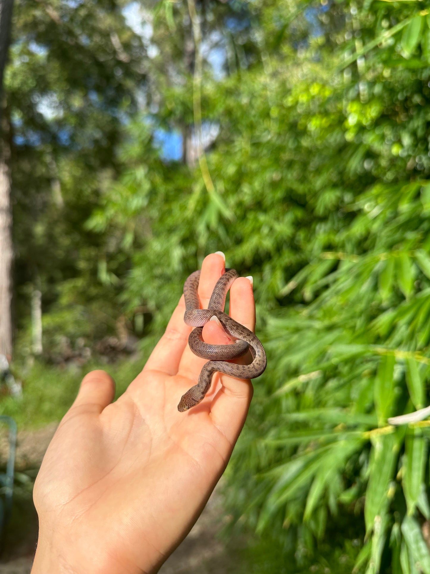 100% Het Marble Children's Python (MxCP24C-100HM-11)