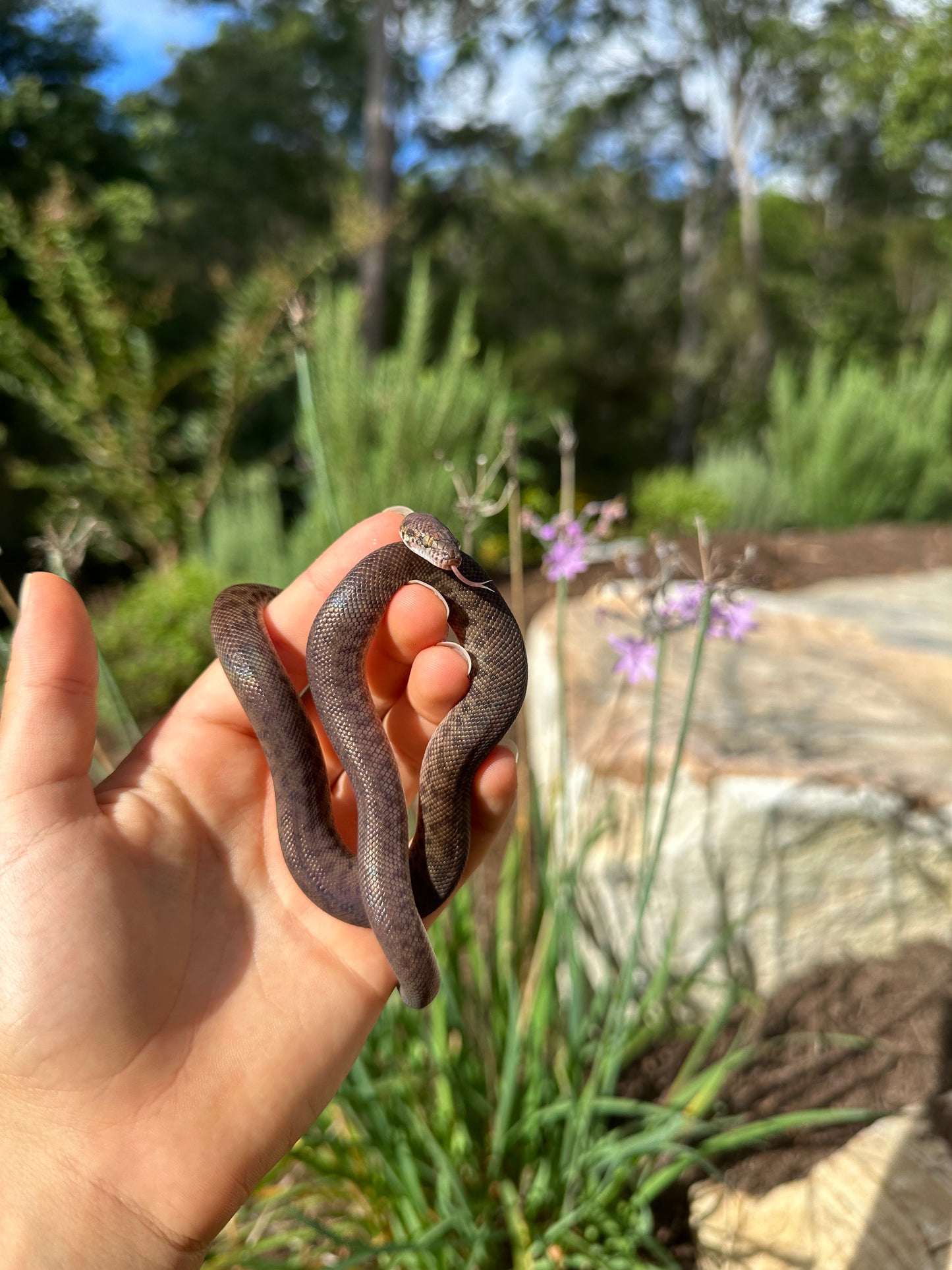 100% Het Marble Children's Python (MxCP24C-100HM-12)