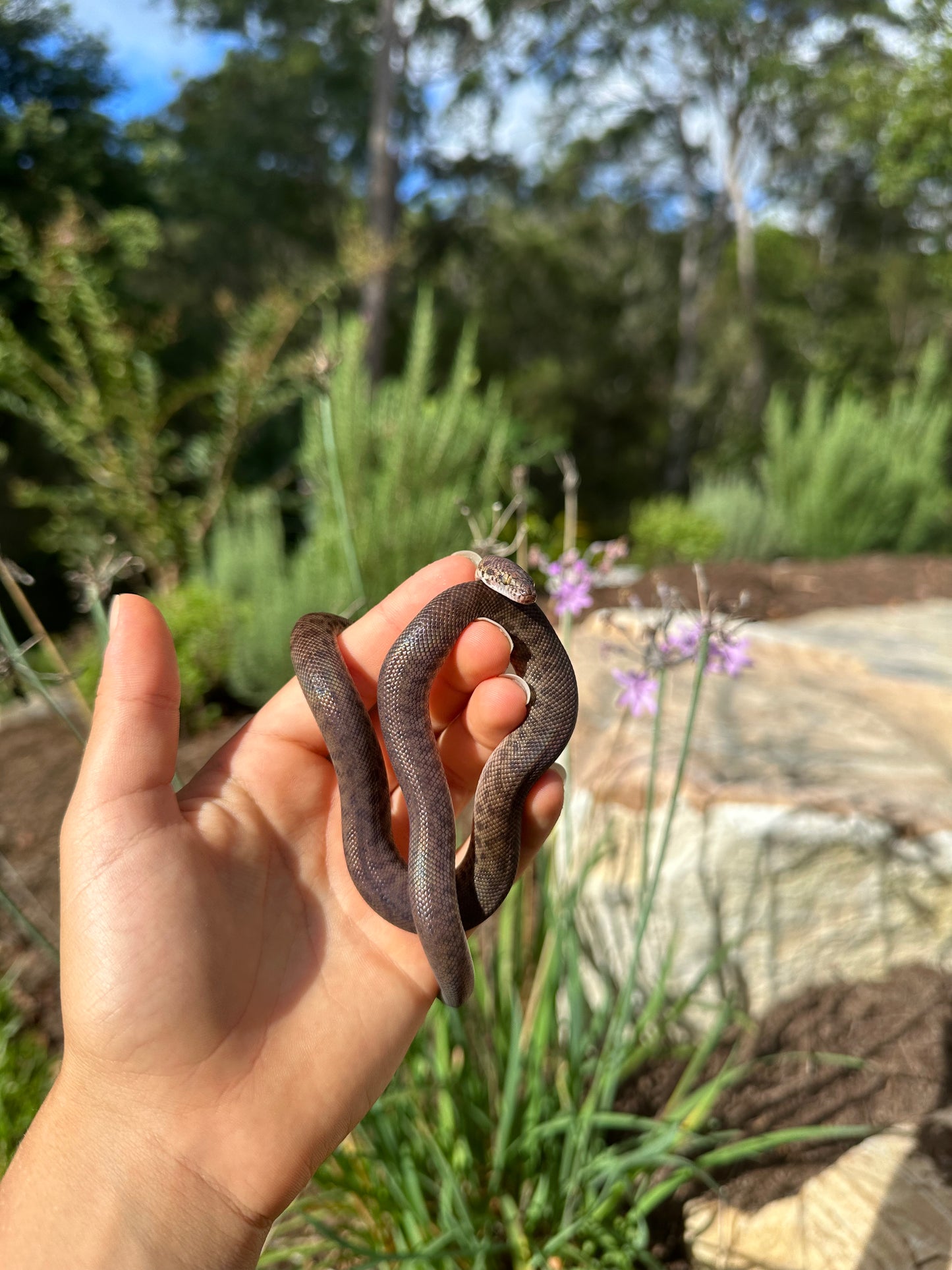 100% Het Marble Children's Python (MxCP24C-100HM-12)