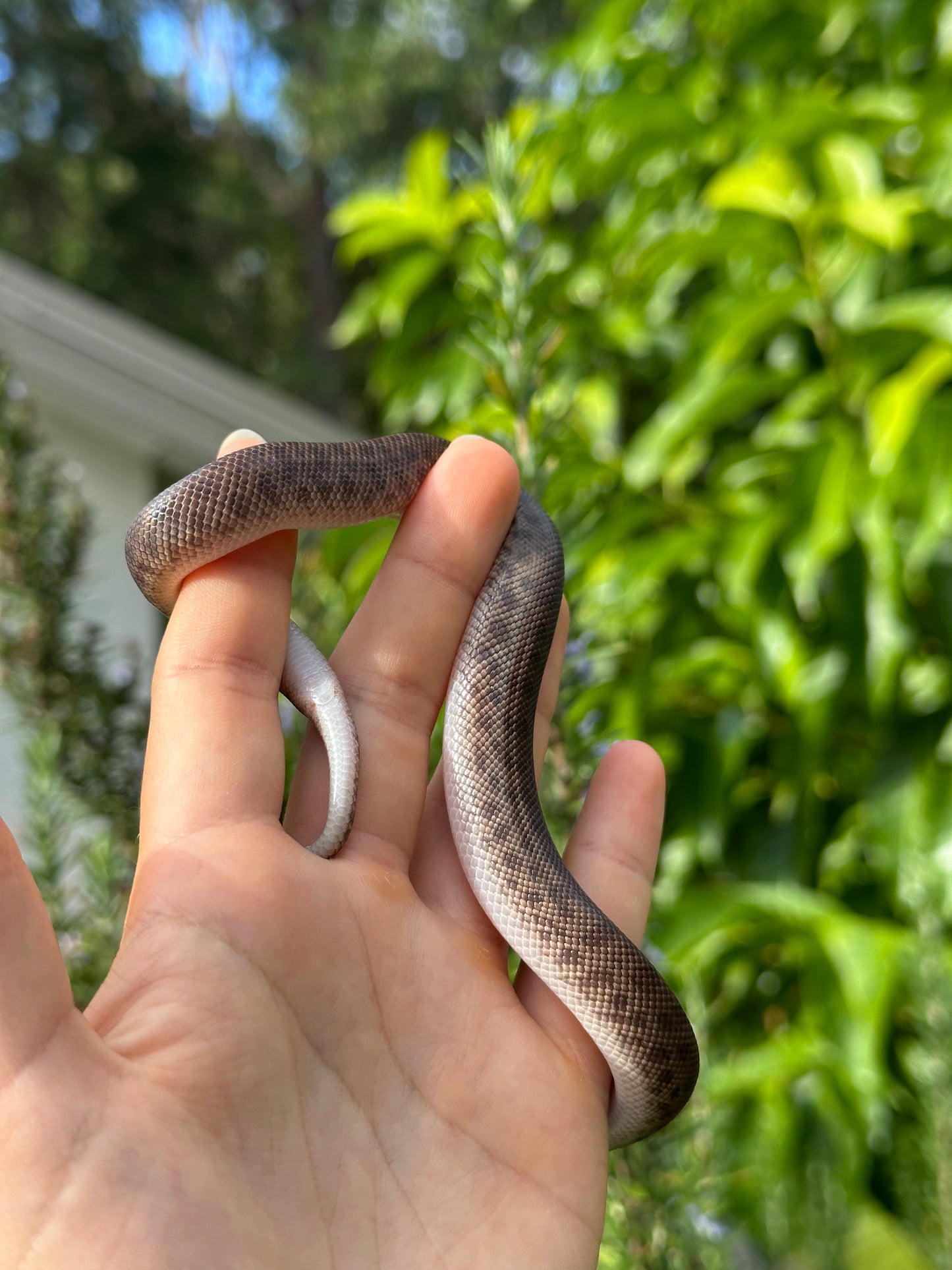 100% Het Marble Children's Python (MxCP24C-100HM-12)