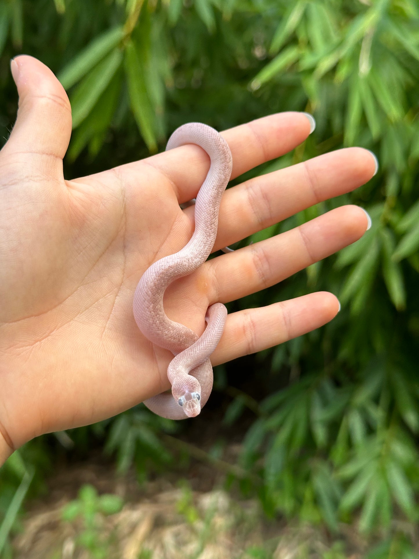 Marble Children's Python (PxH24C-M-02)