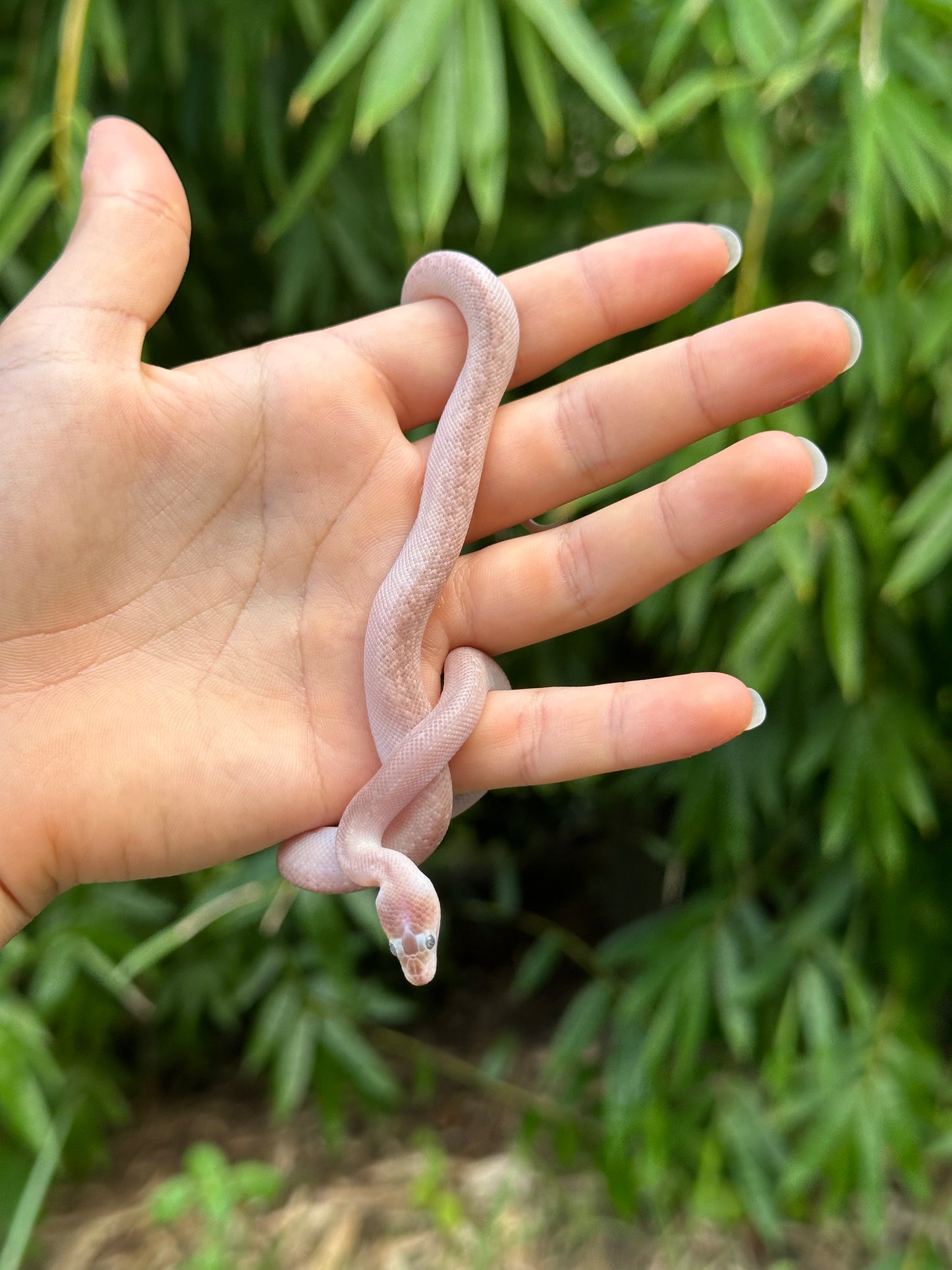Marble Children's Python (PxH24C-M-02)