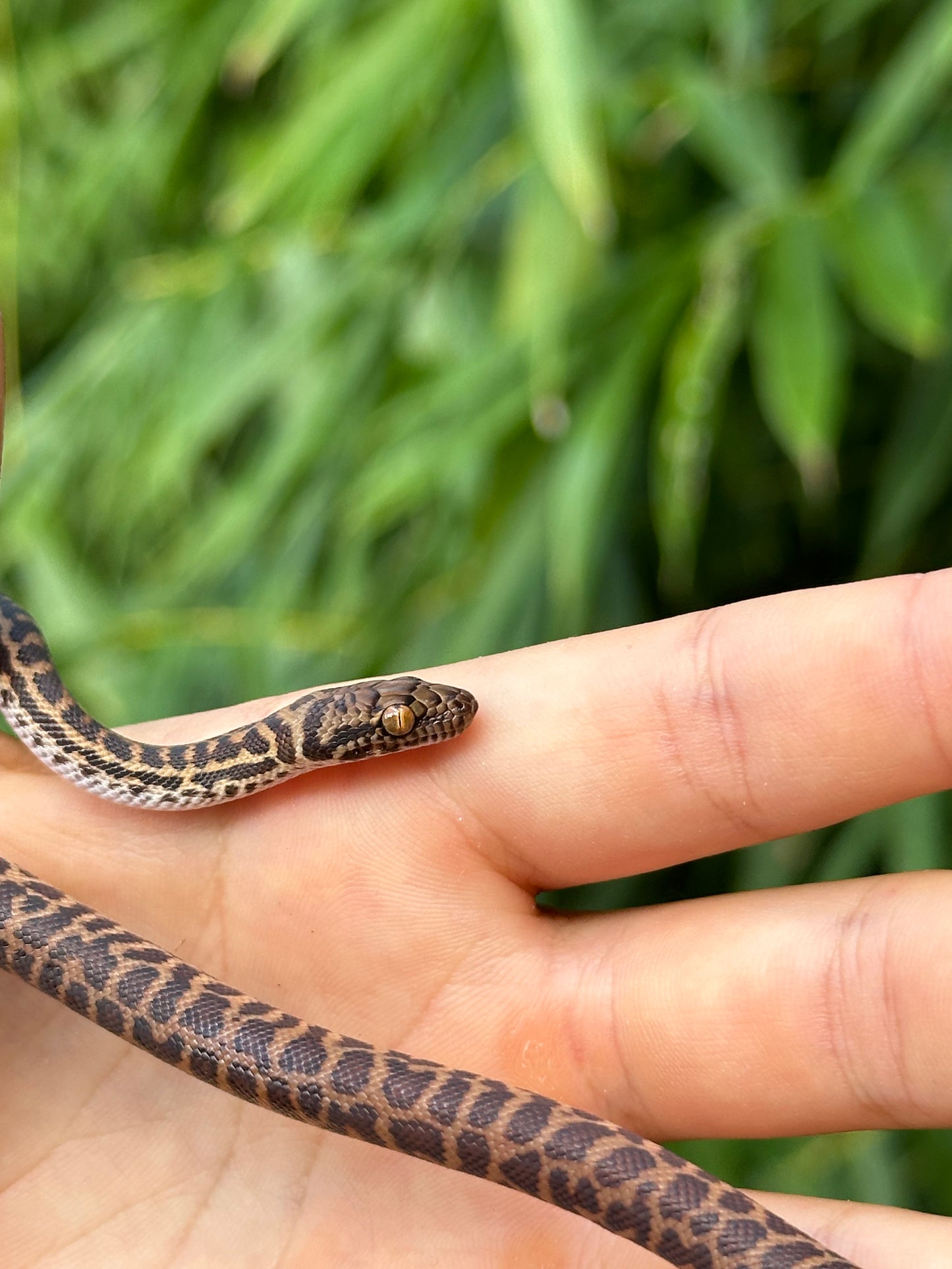 100% Het T+ (Evan's Line) Stimson's Python (CxC24S-100HT+(E)-01)