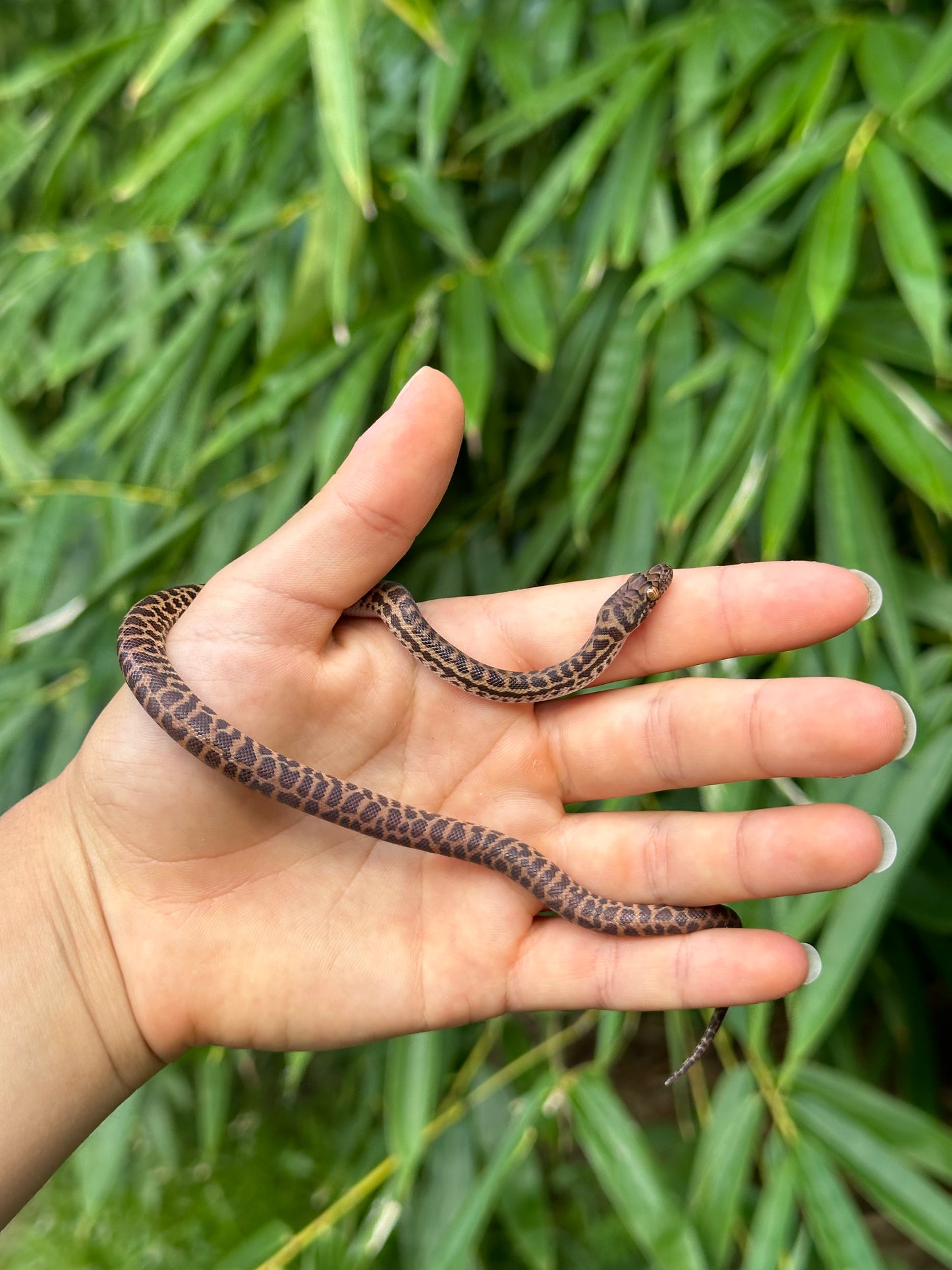 100% Het T+ (Evan's Line) Stimson's Python (CxC24S-100HT+(E)-01)
