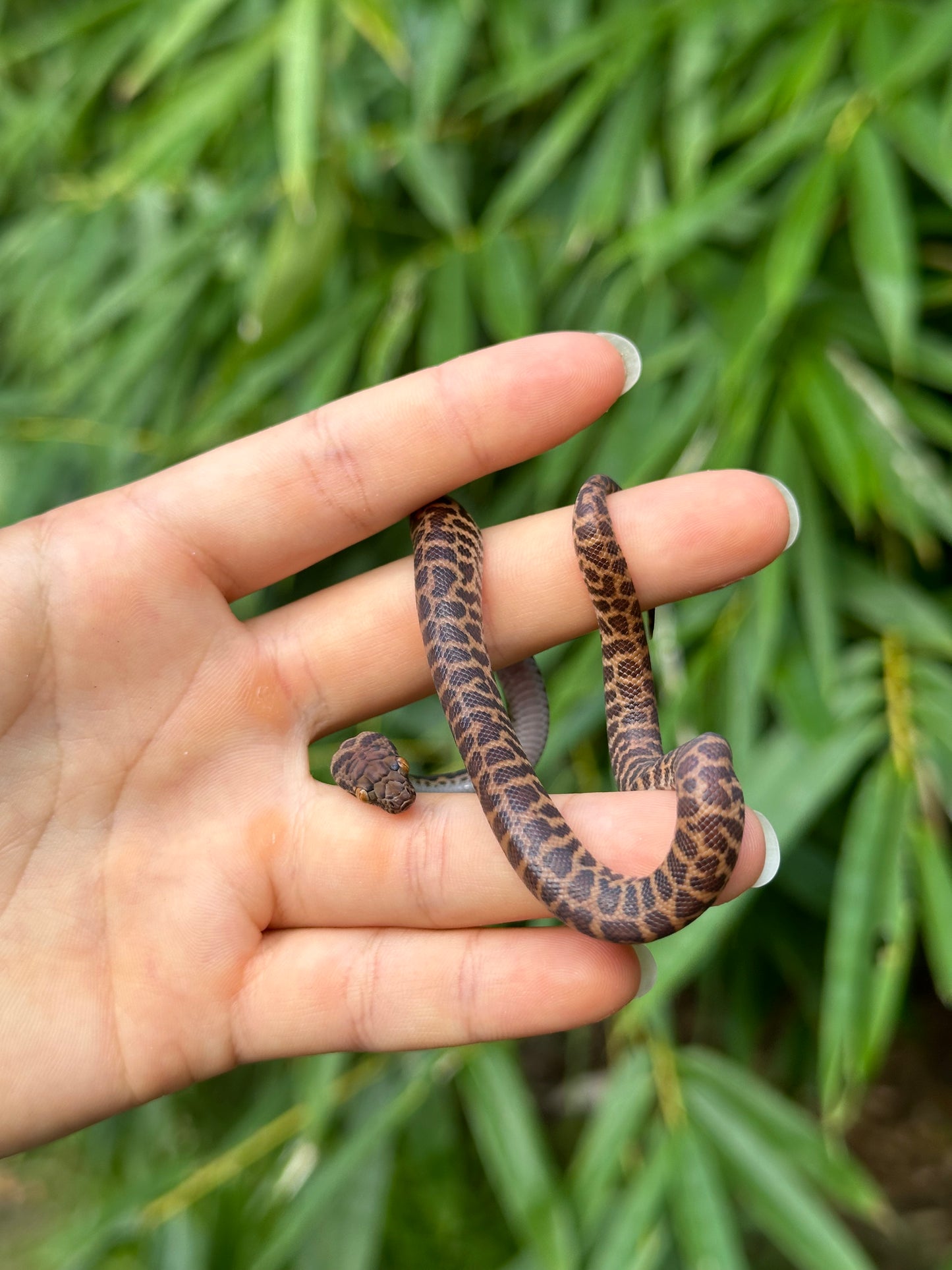 100% Het T+ (Evan's Line) Stimson's Python (CxC24S-100HT+(E)-01)