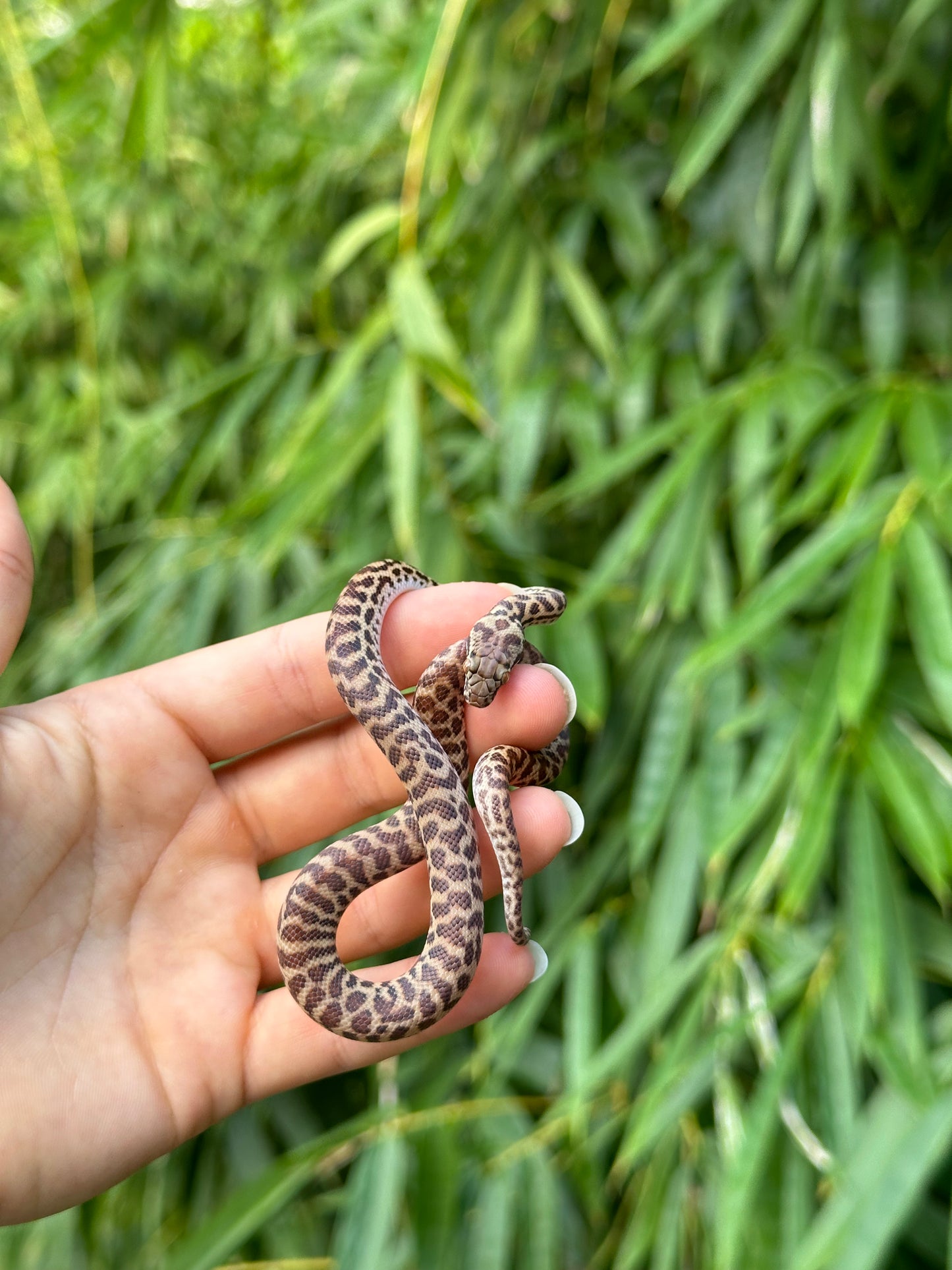 100% Het T+ (Evan's Line) Stimson's Python (CxC24S-100HT+(E)-03)