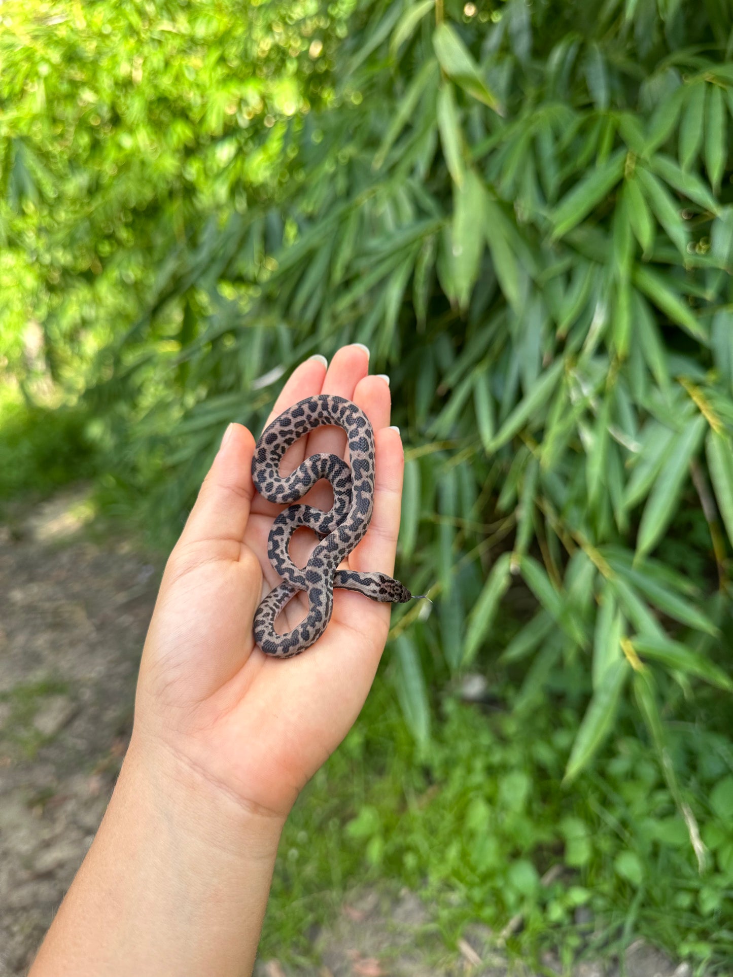 66% Het Albino Spotted Python (XxP24Sp-66HA-02)