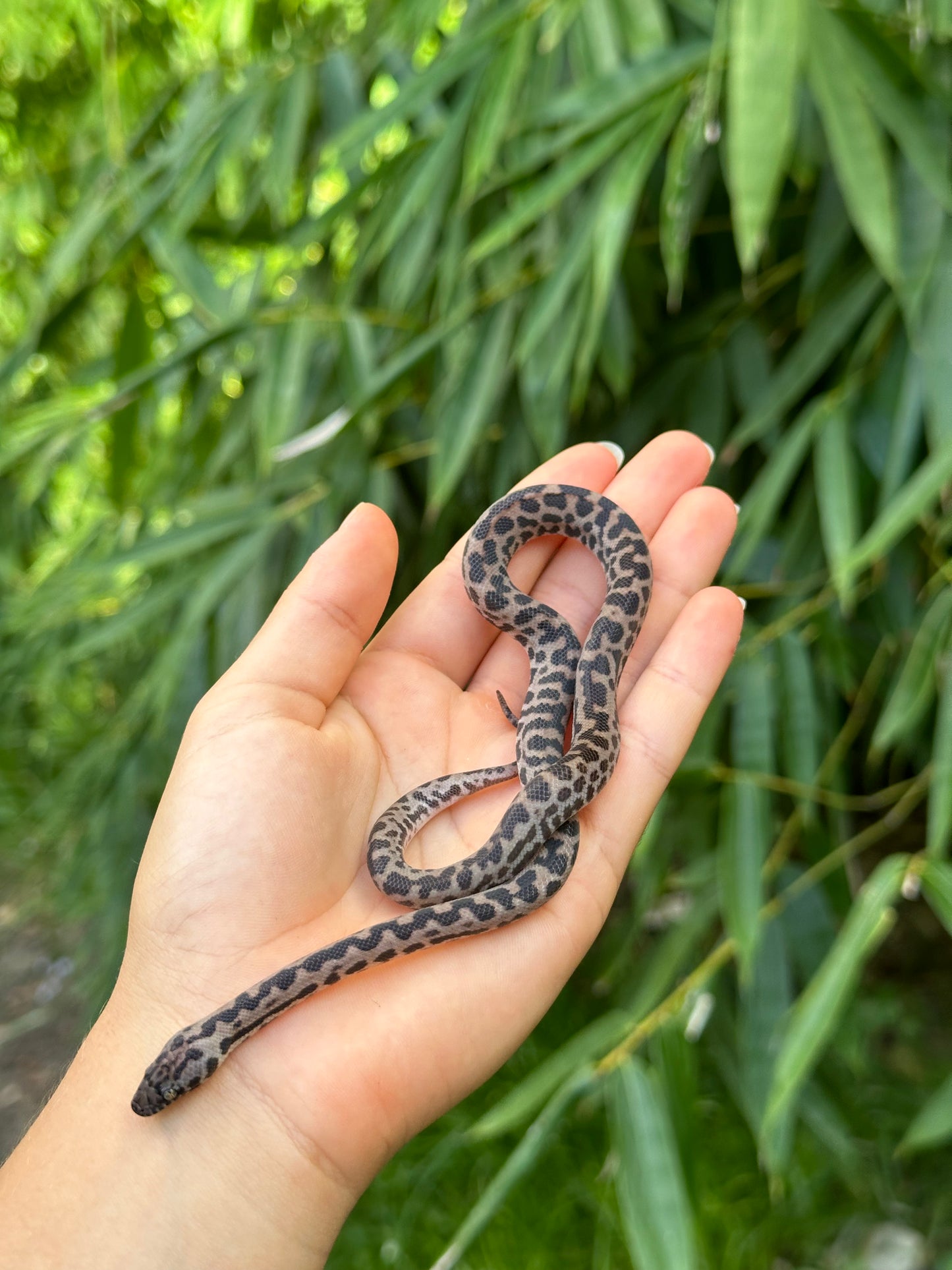 66% Het Albino Spotted Python (XxP24Sp-66HA-02)