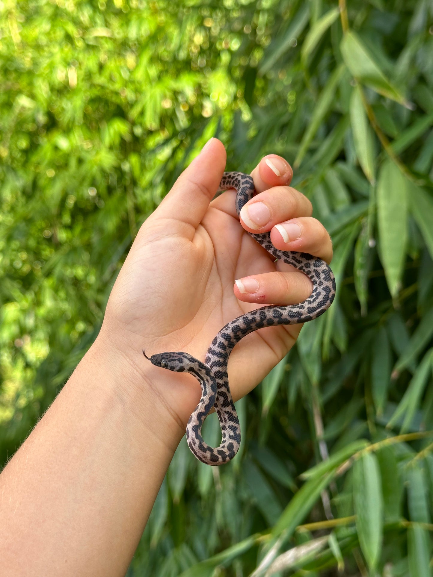 66% Het Albino Spotted Python (XxP24Sp-66HA-02)