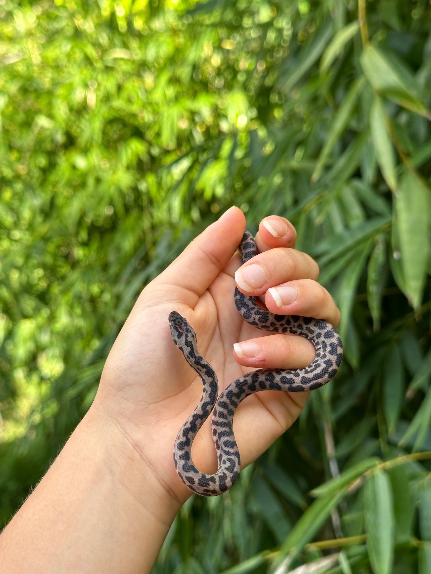 66% Het Albino Spotted Python (XxP24Sp-66HA-02)