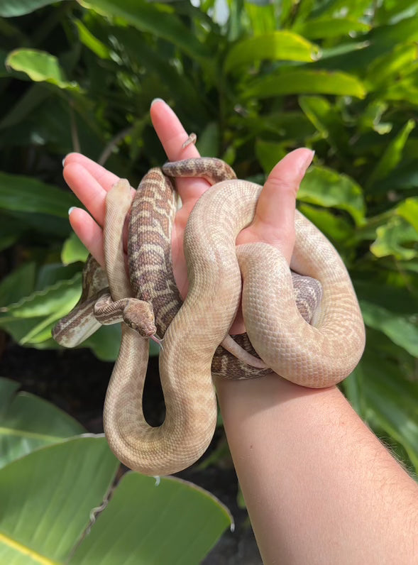 T+ (Evan's Line) Stimson's Python (CxC24S-T+(E)-02)