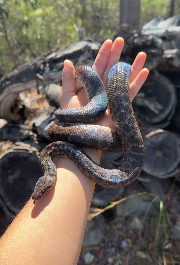 Albino Spotted Python (XxP24Sp-A-01)