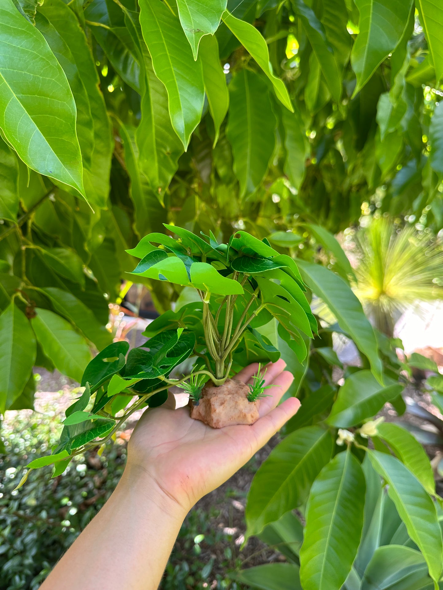 Jungle Monstera