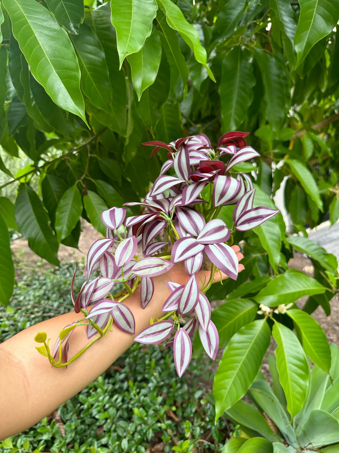 Zebrina