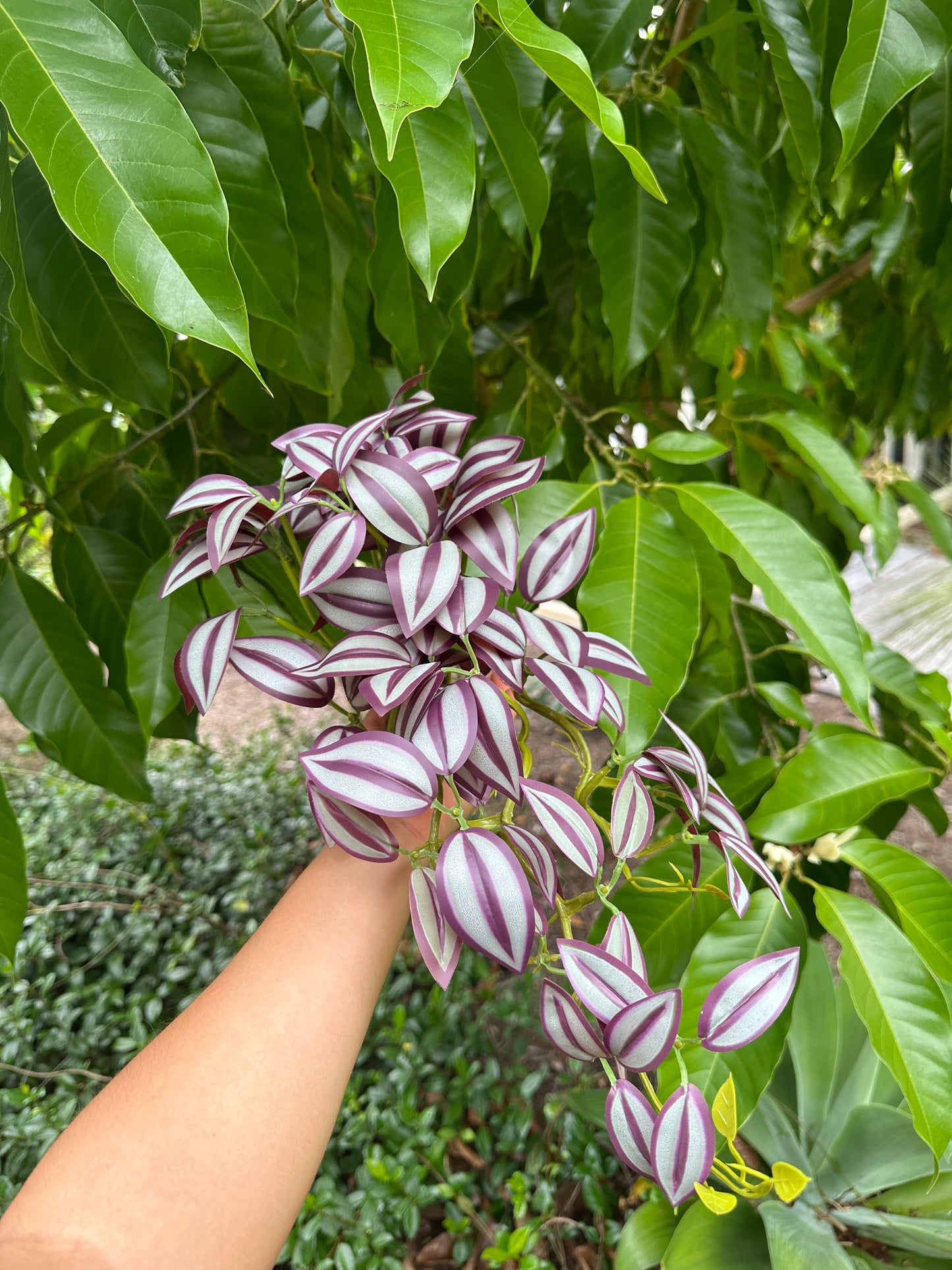 Zebrina