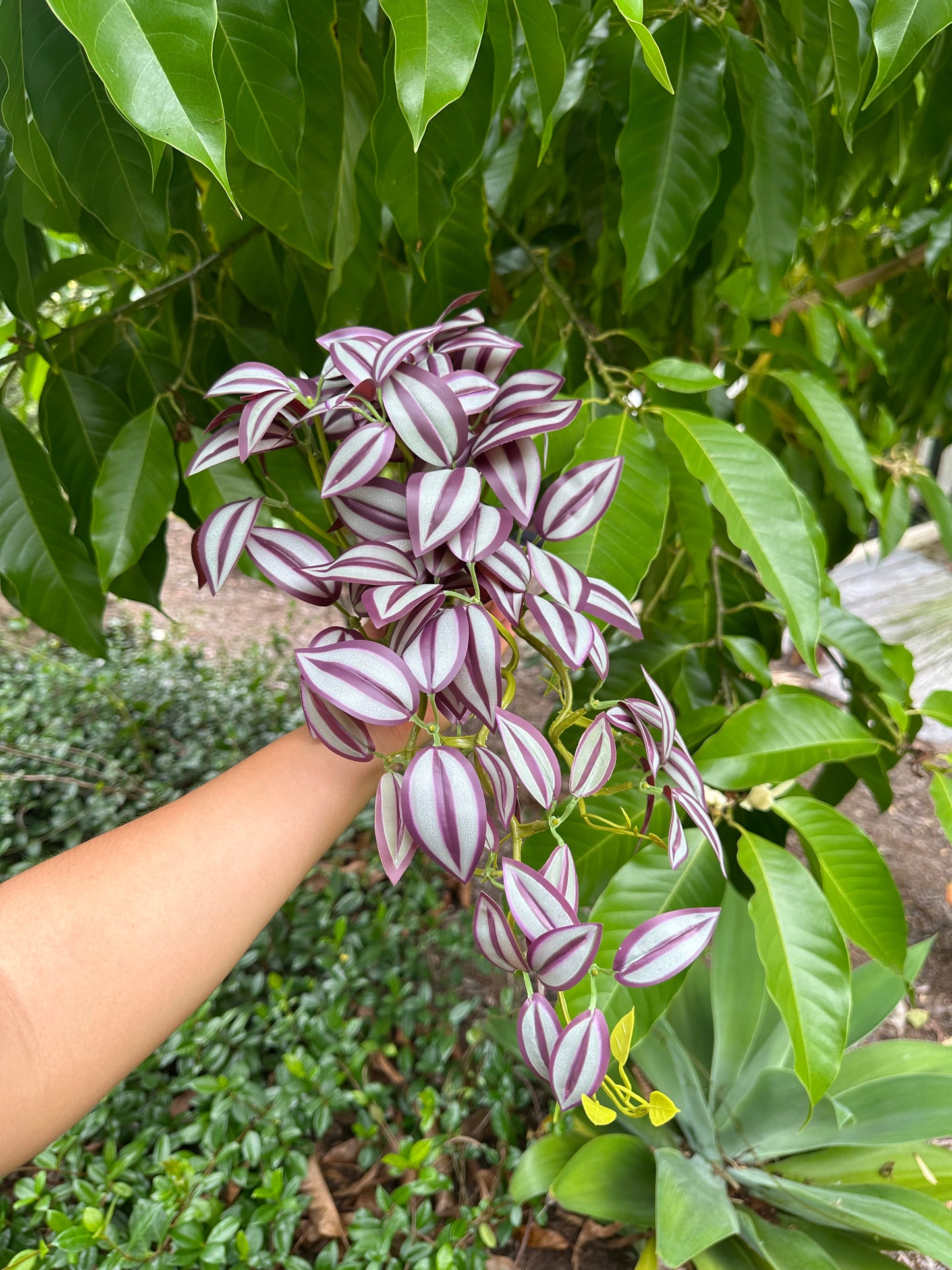 Zebrina