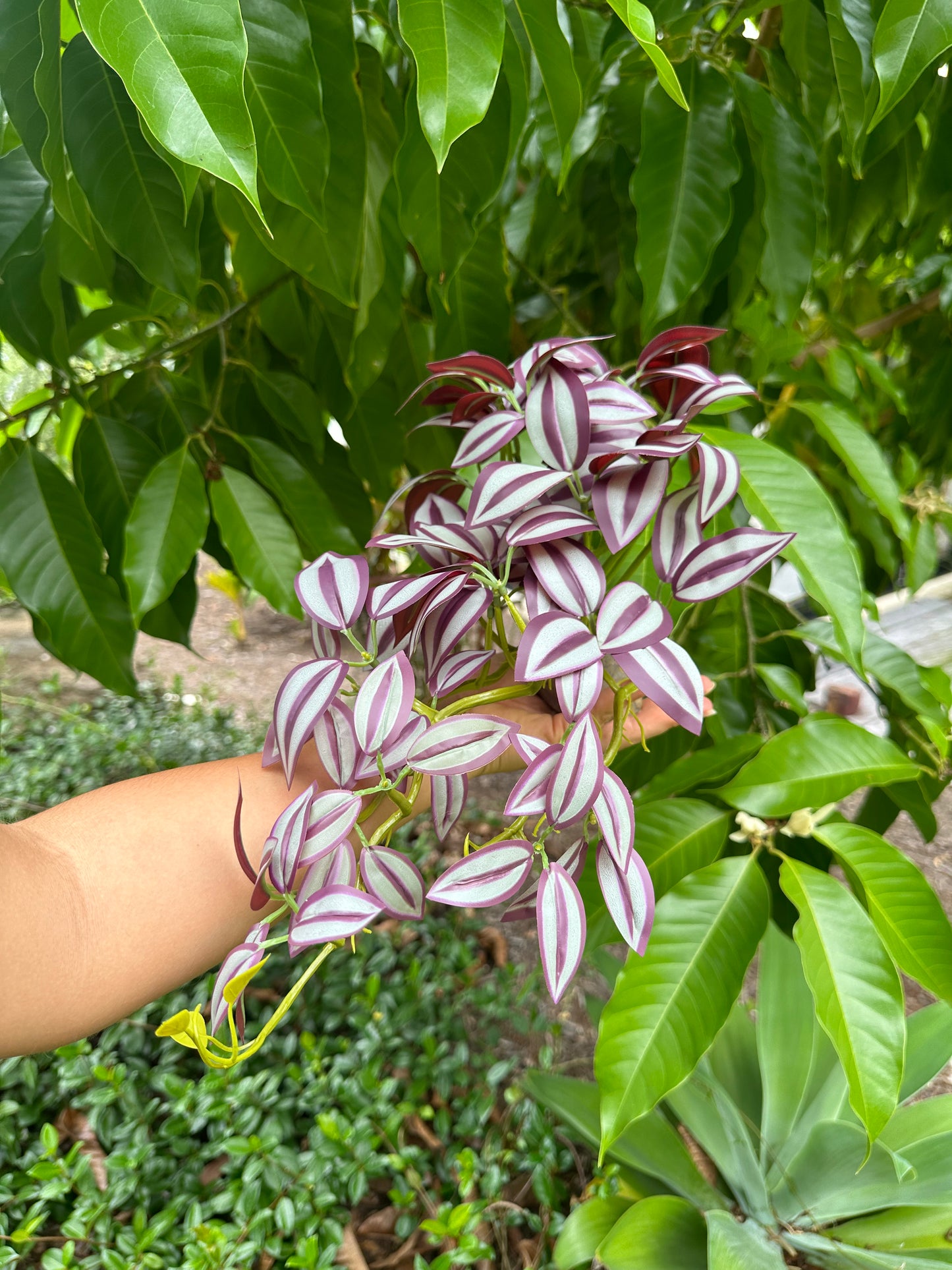 Zebrina