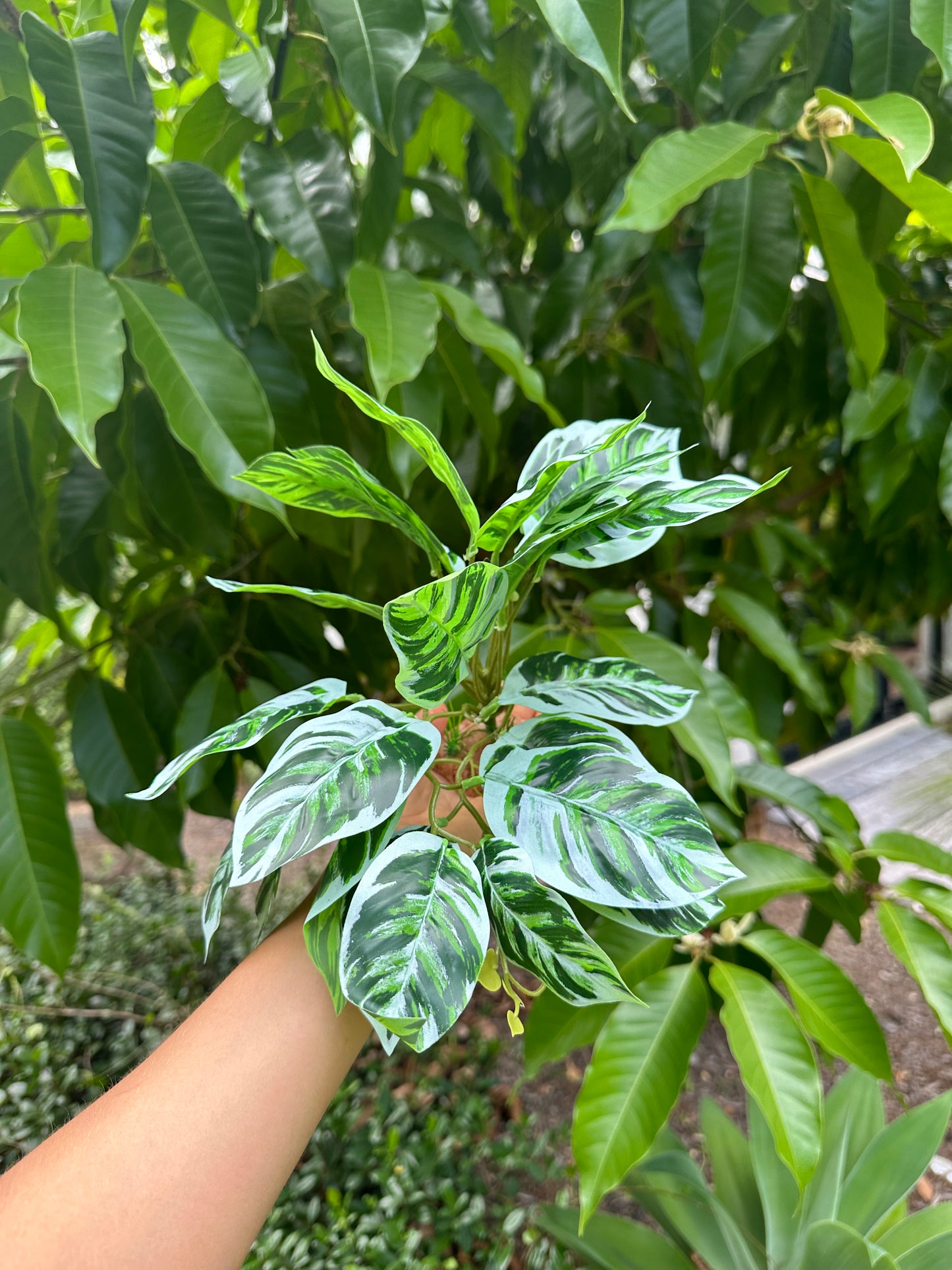 Arrowhead Calathea