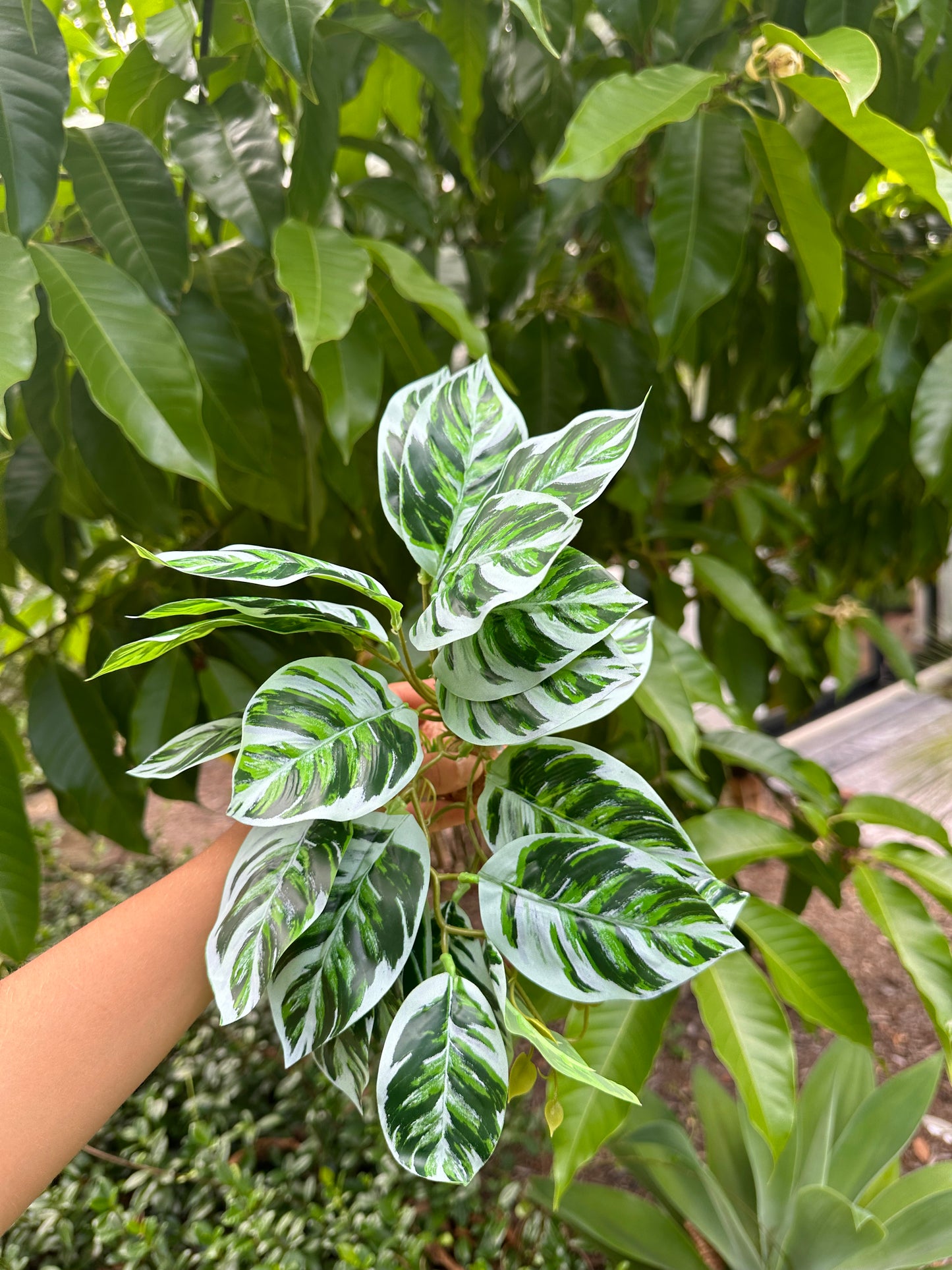 Arrowhead Calathea